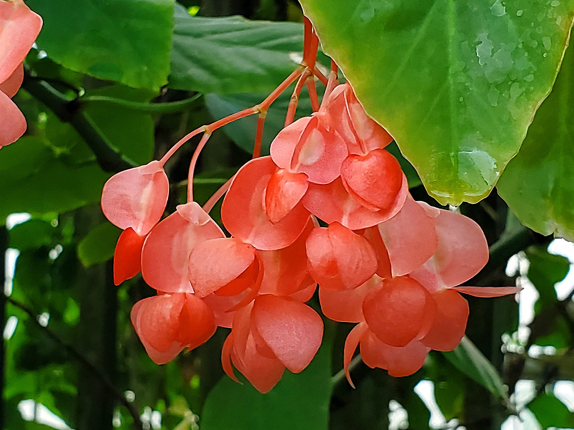 angel-wing begonia