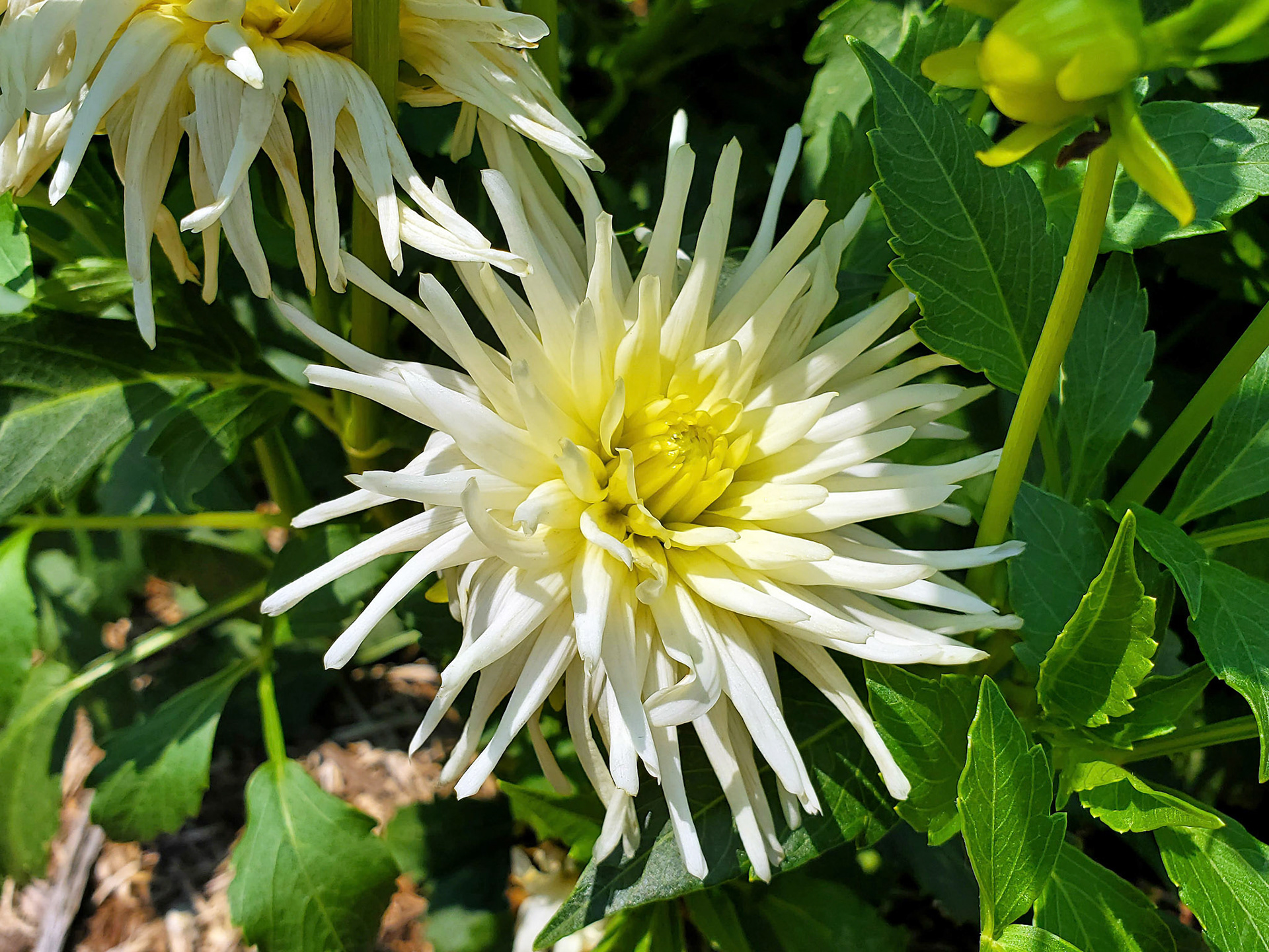 garden dahlia
