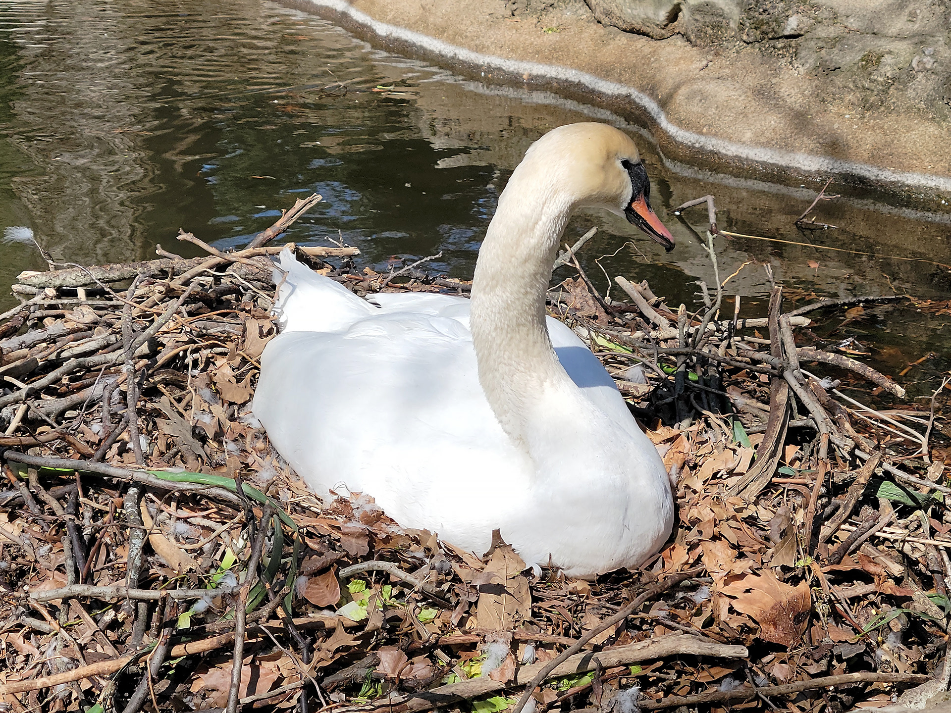 swan