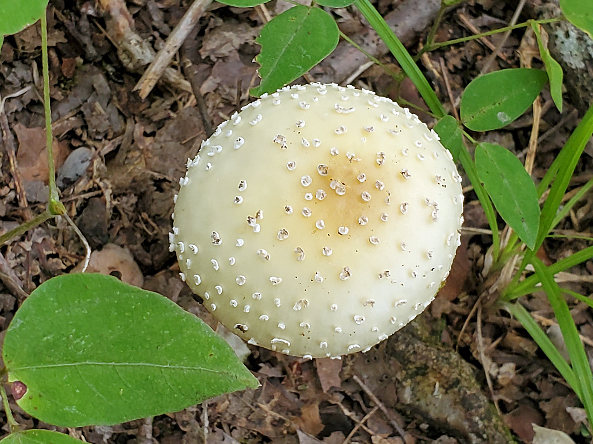 American yellow flag agaric