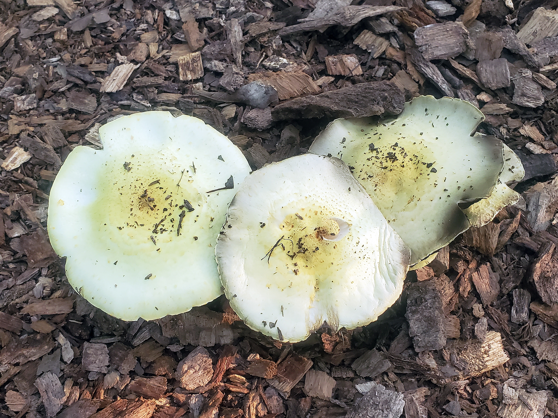 fleecy milkcaps