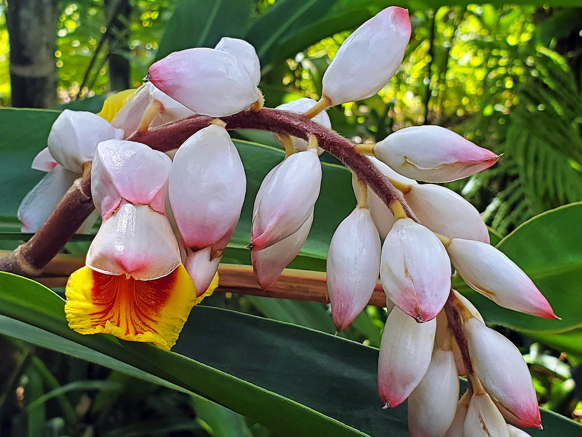 shellplant