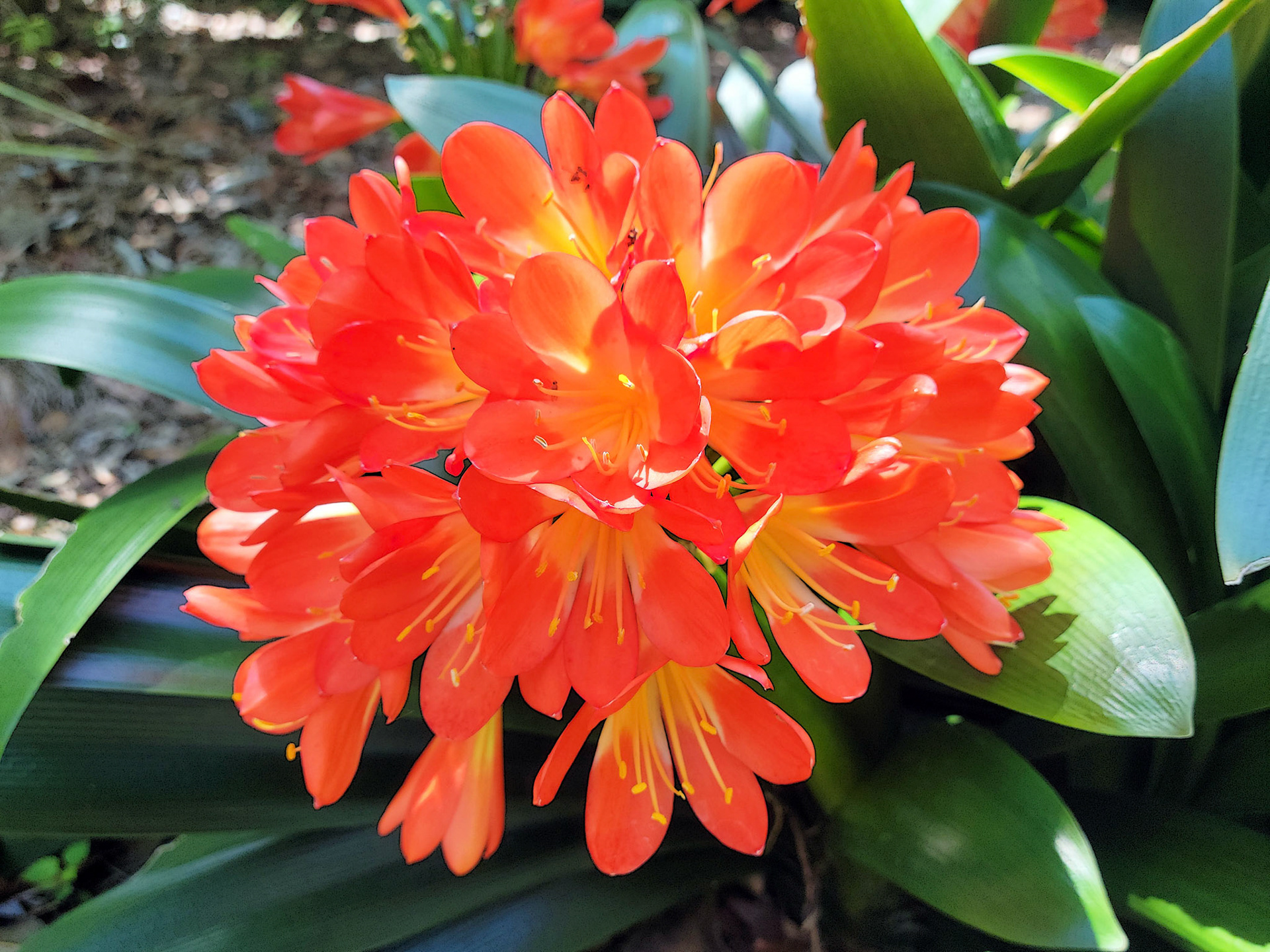 bush lily