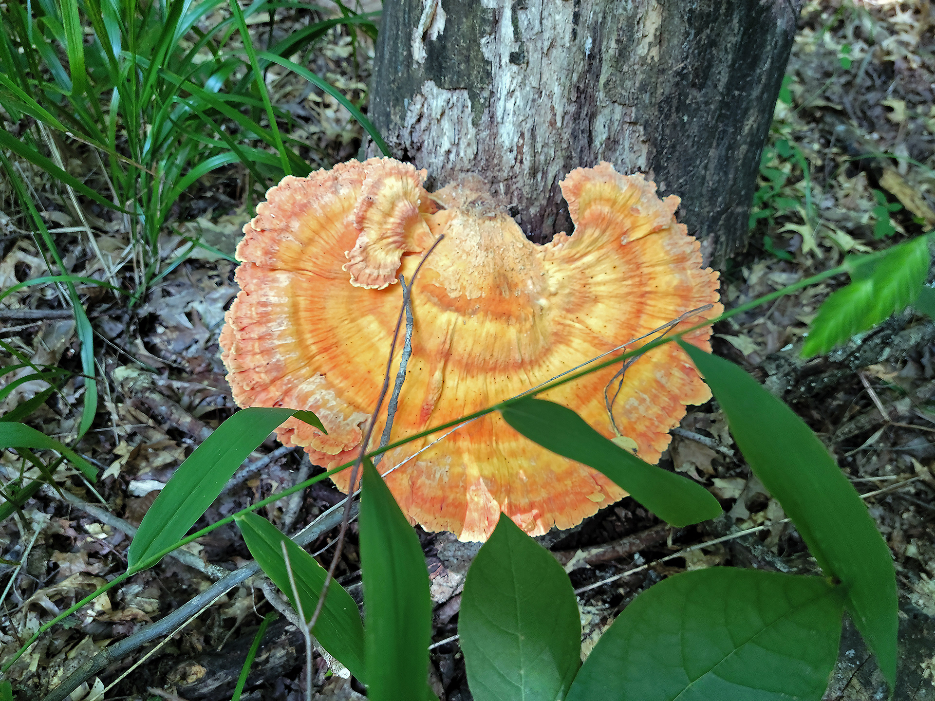chicken of the woods