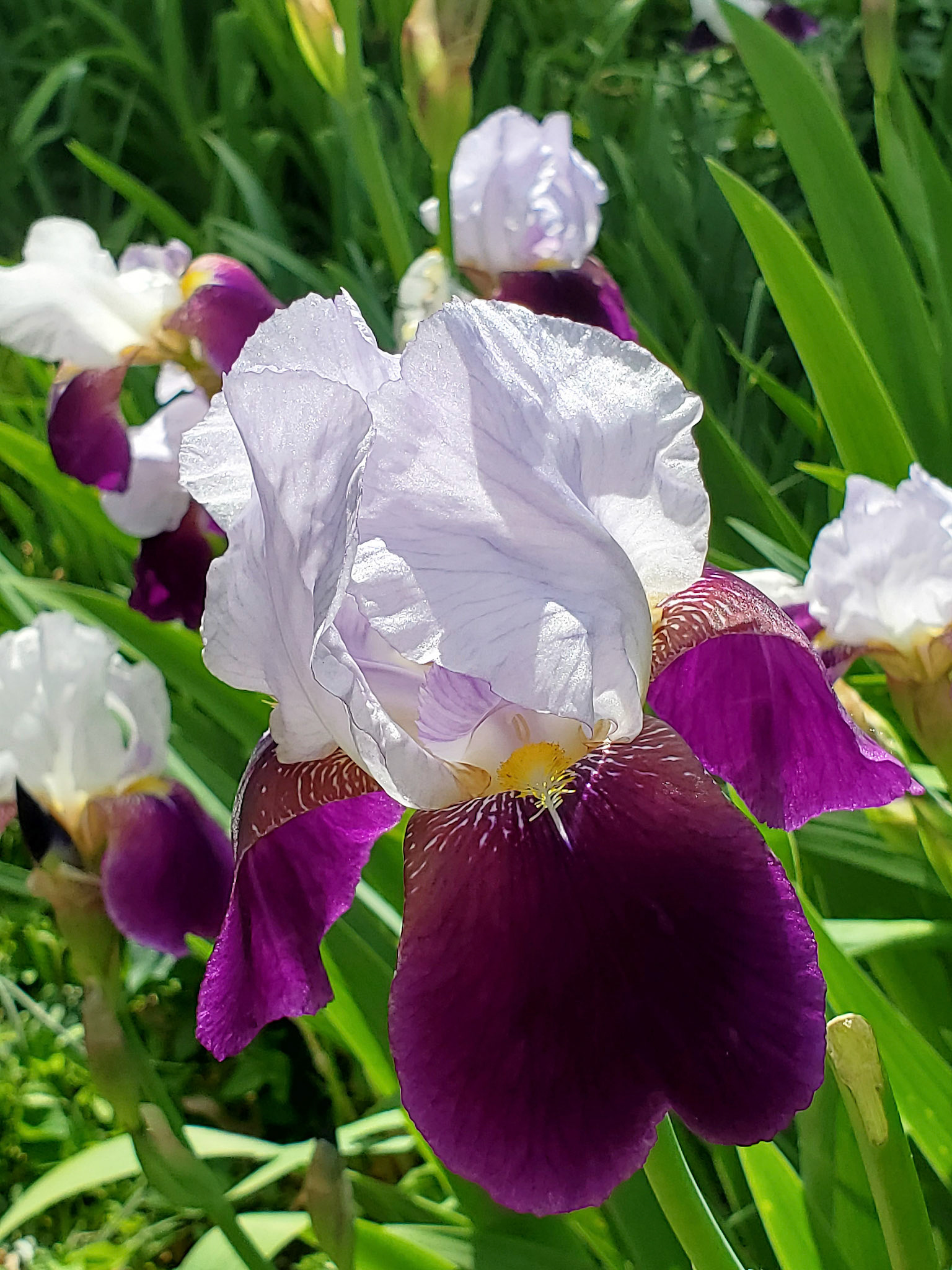 iris
