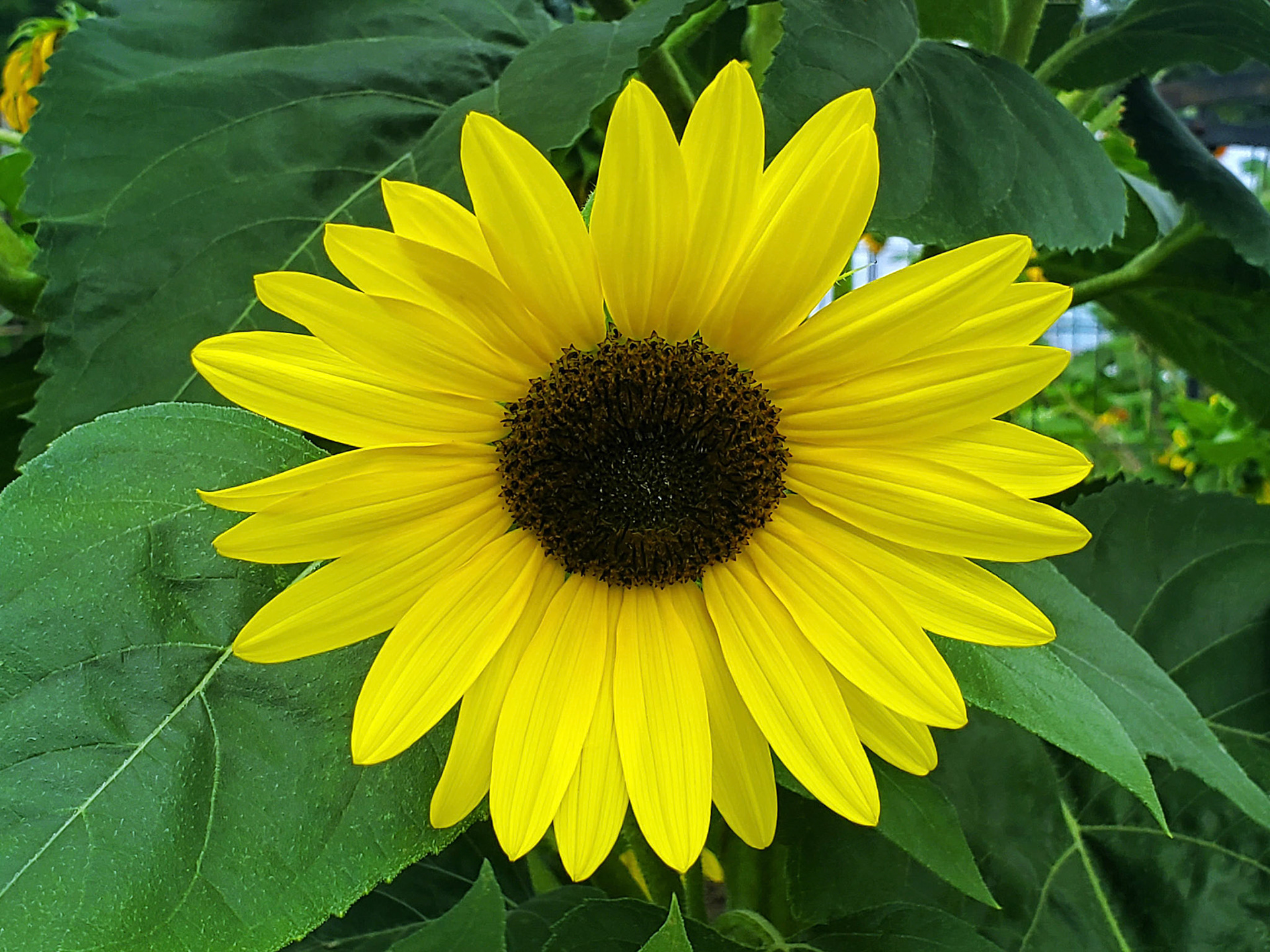sunflower