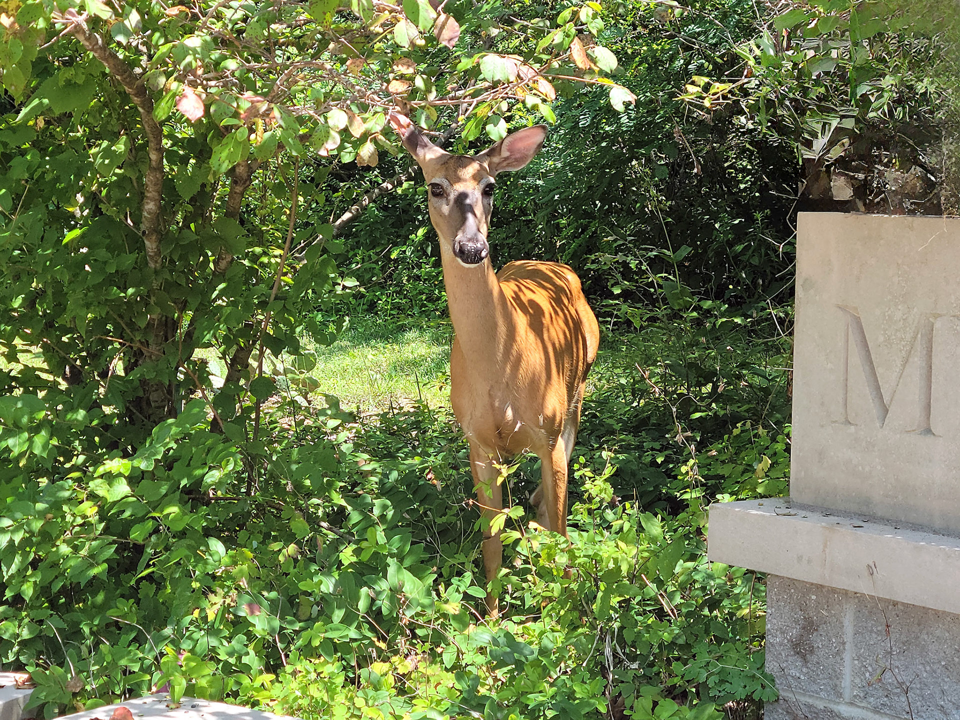 white-tailed deer