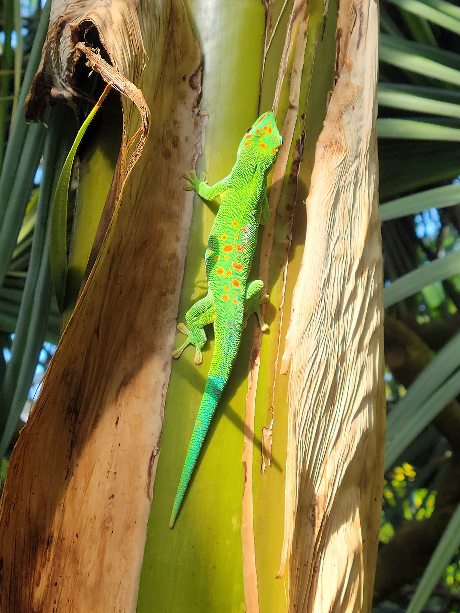 blue-tailed day gecko