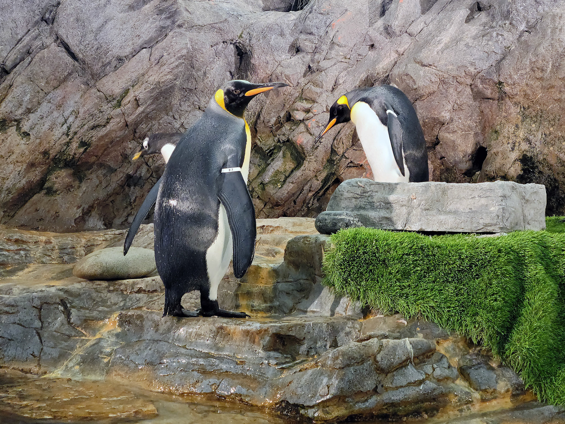 king penquins