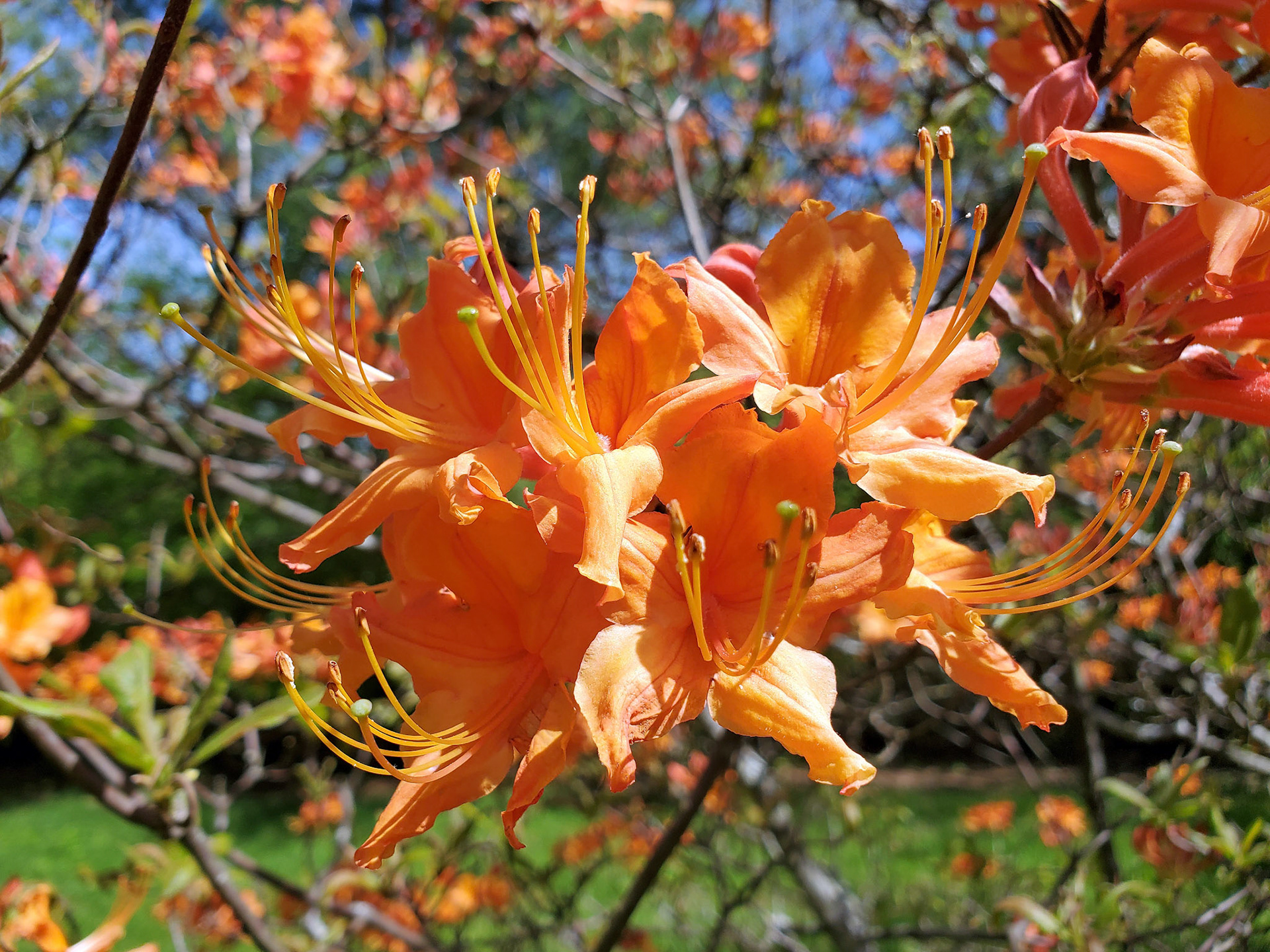 azaleas