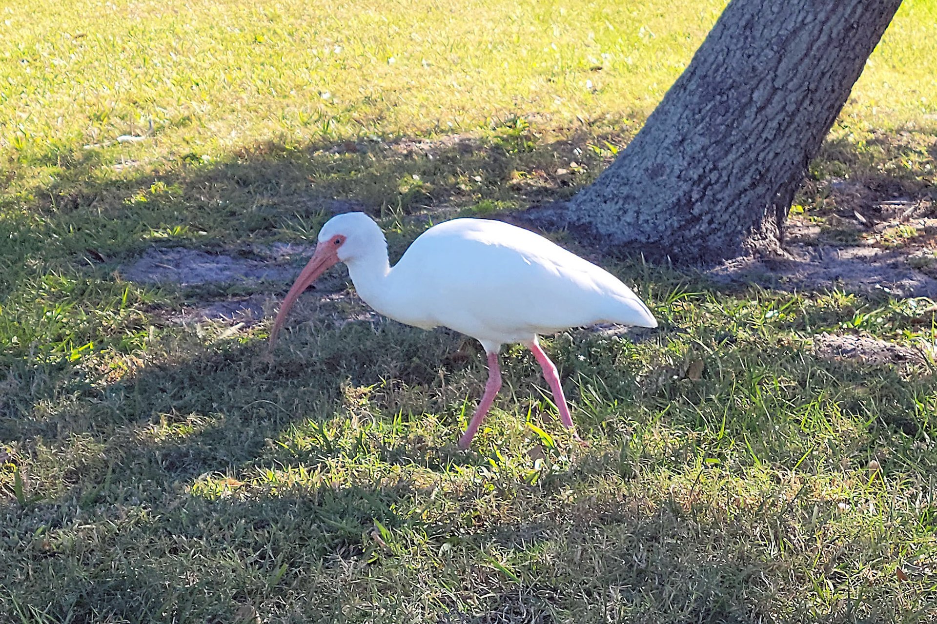 ibis