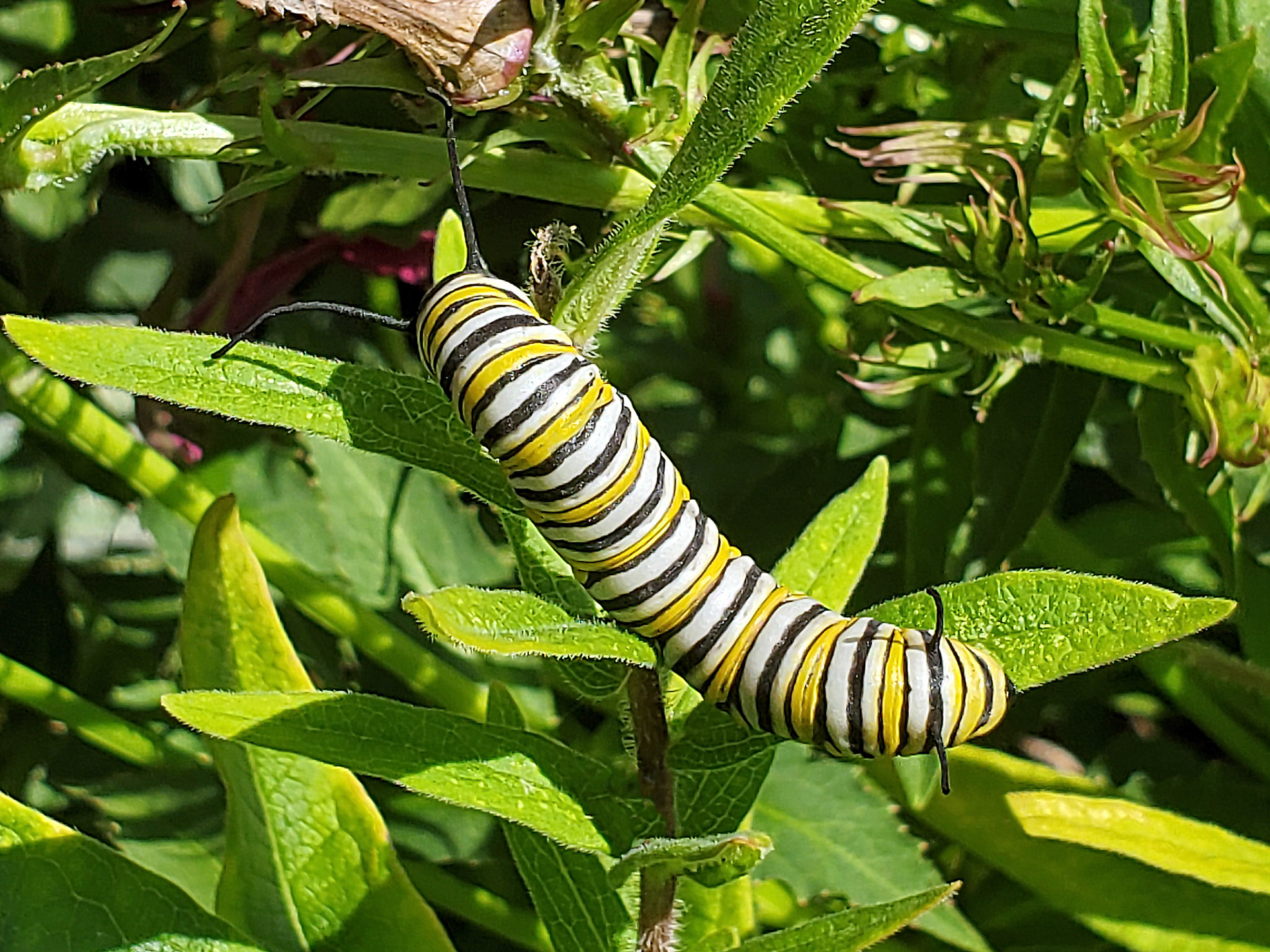 monarch caterpillar