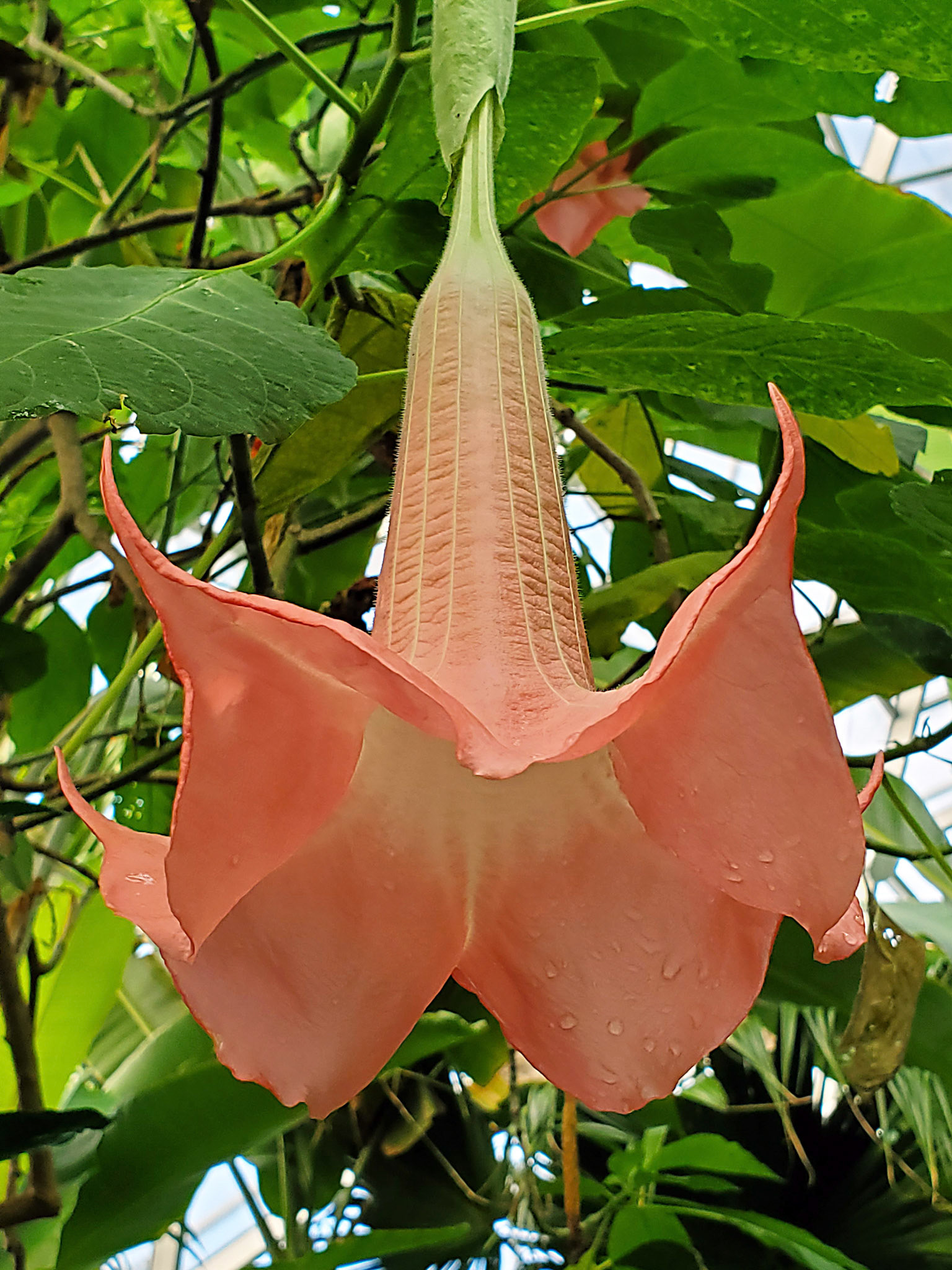 angel's trumpet
