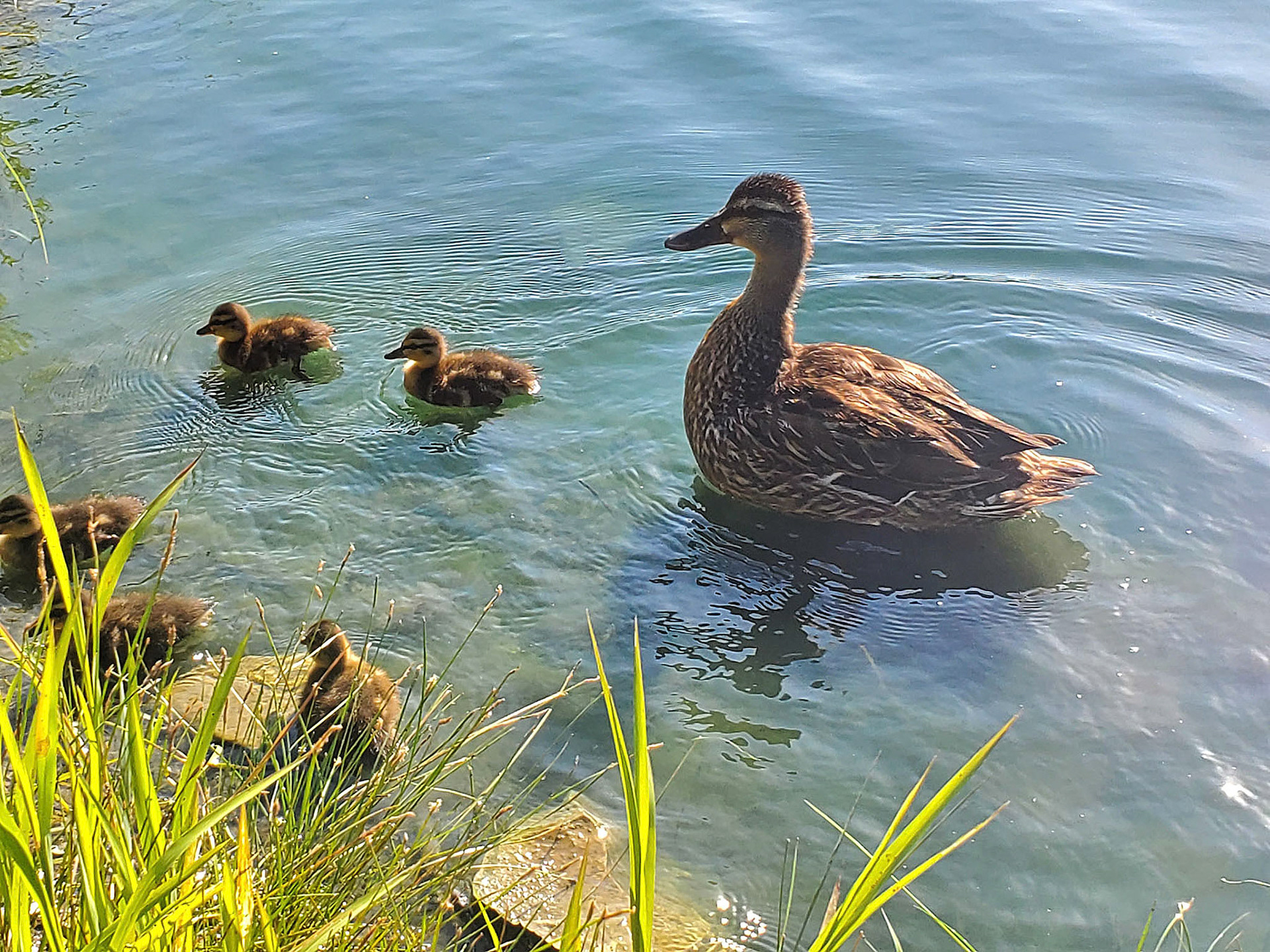 ducks