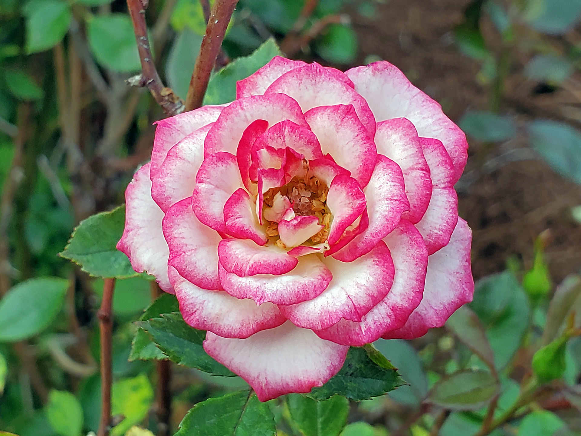 floribunda rose