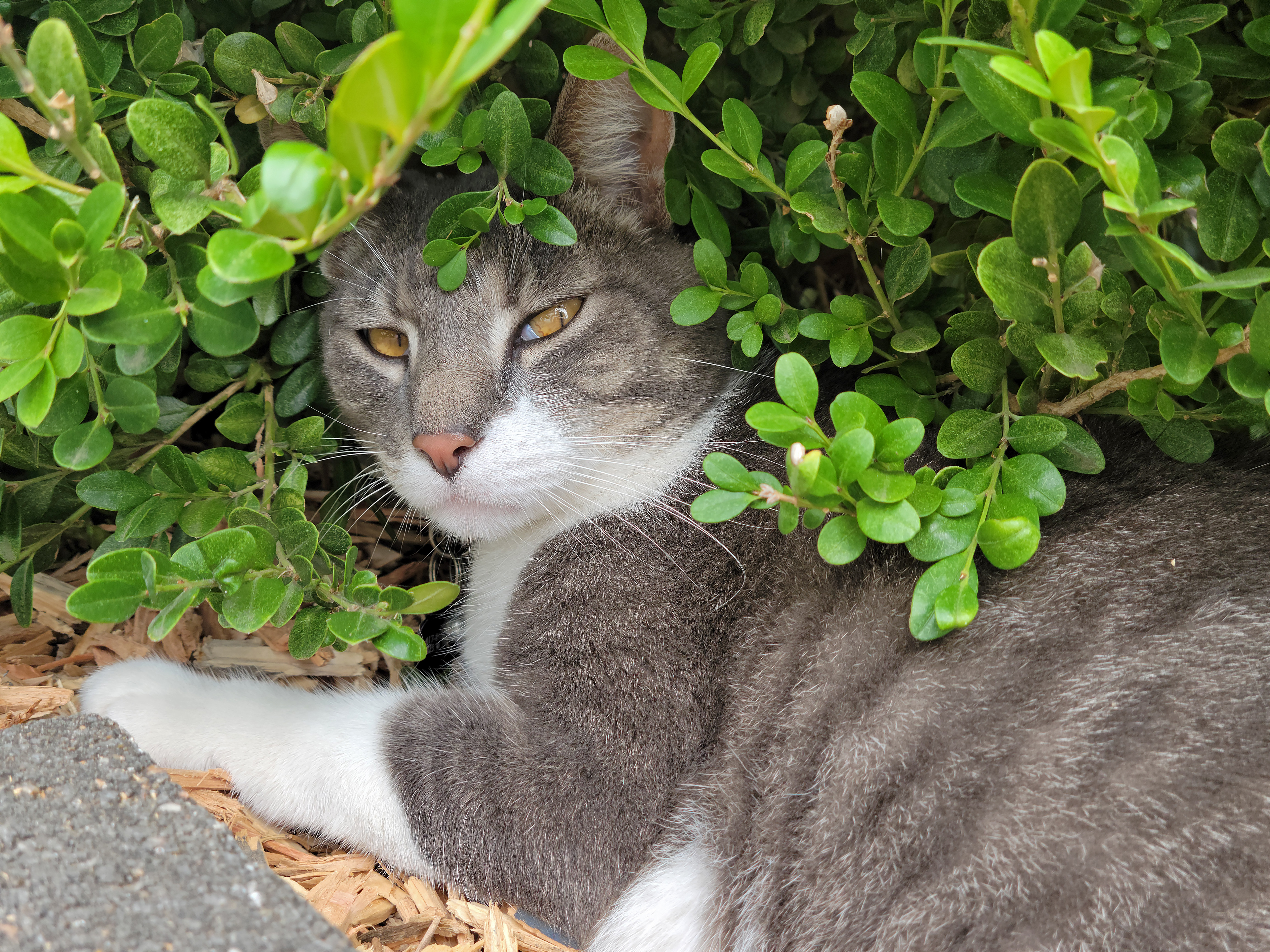 cat