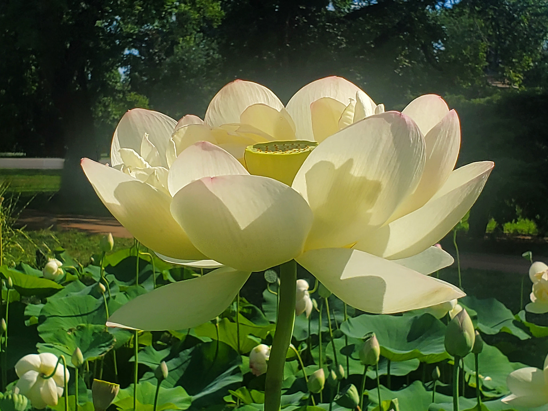 sacred lotus