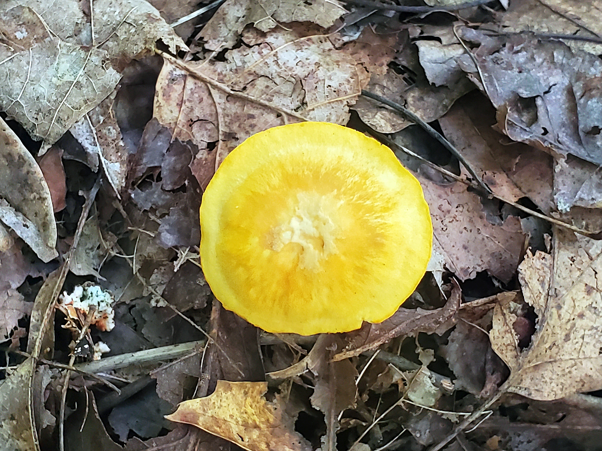 golden waxy cap