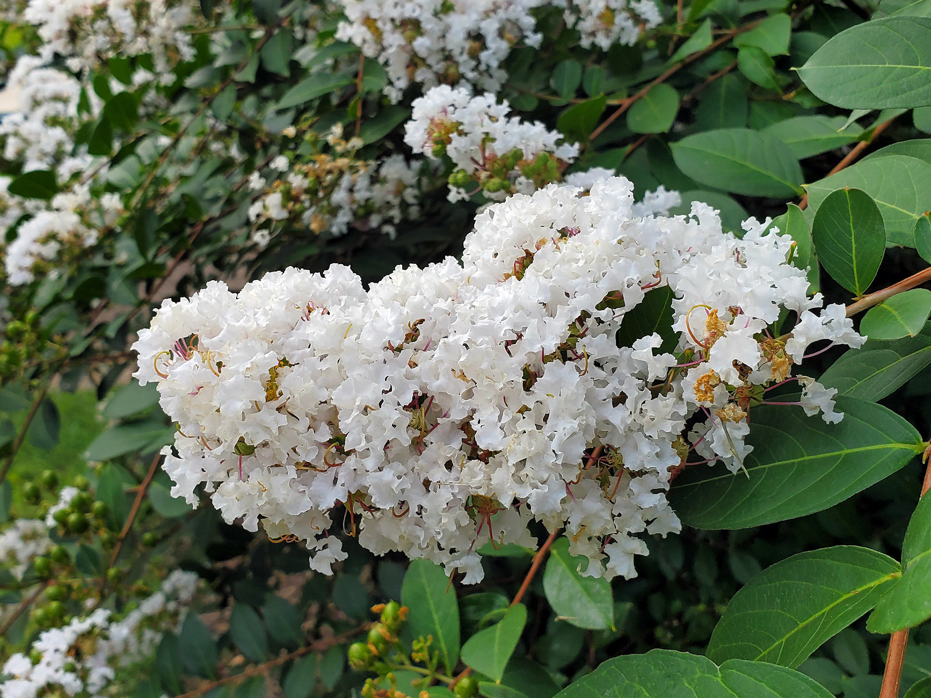crepe myrtle