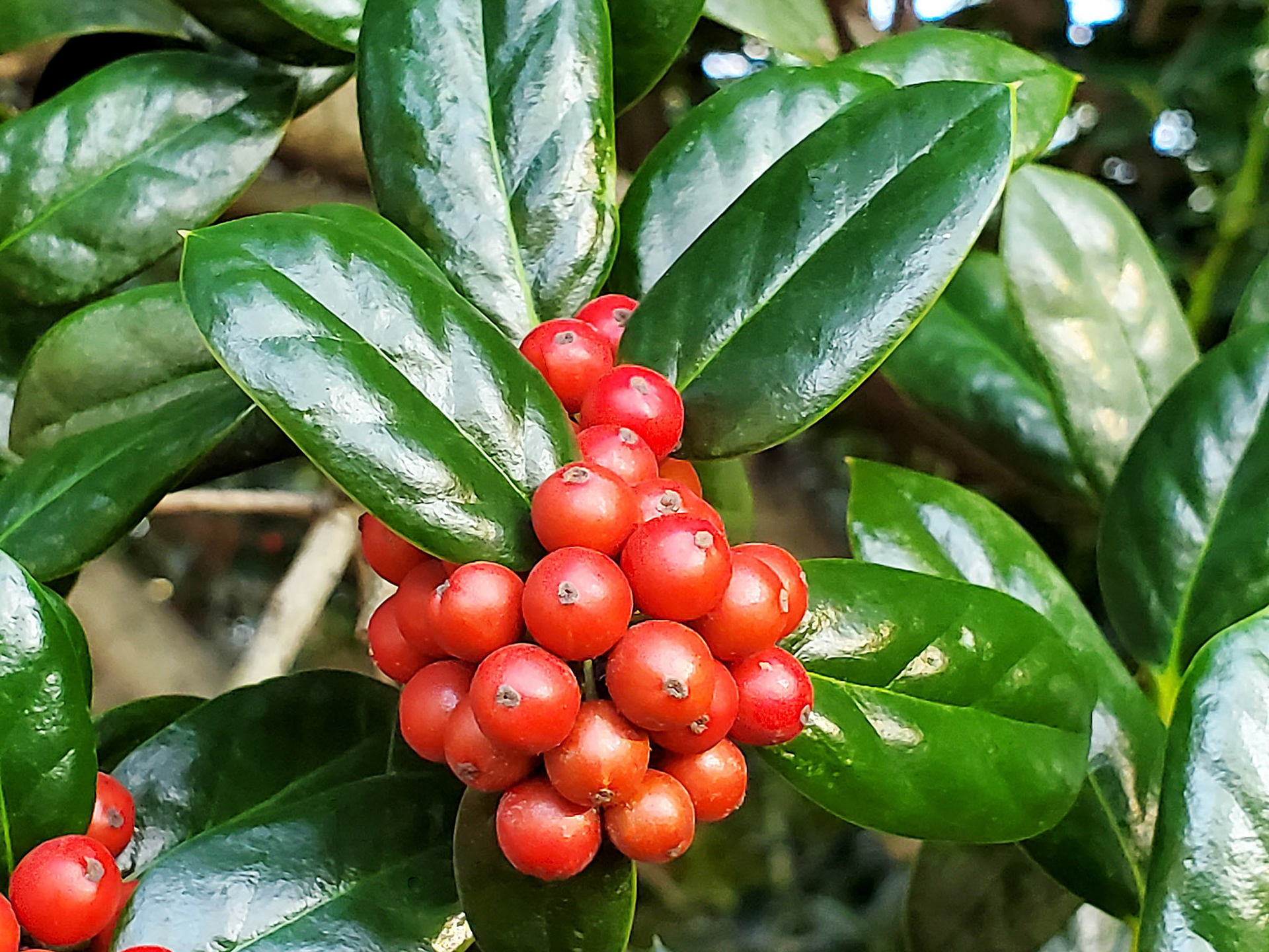 Chinese holly
