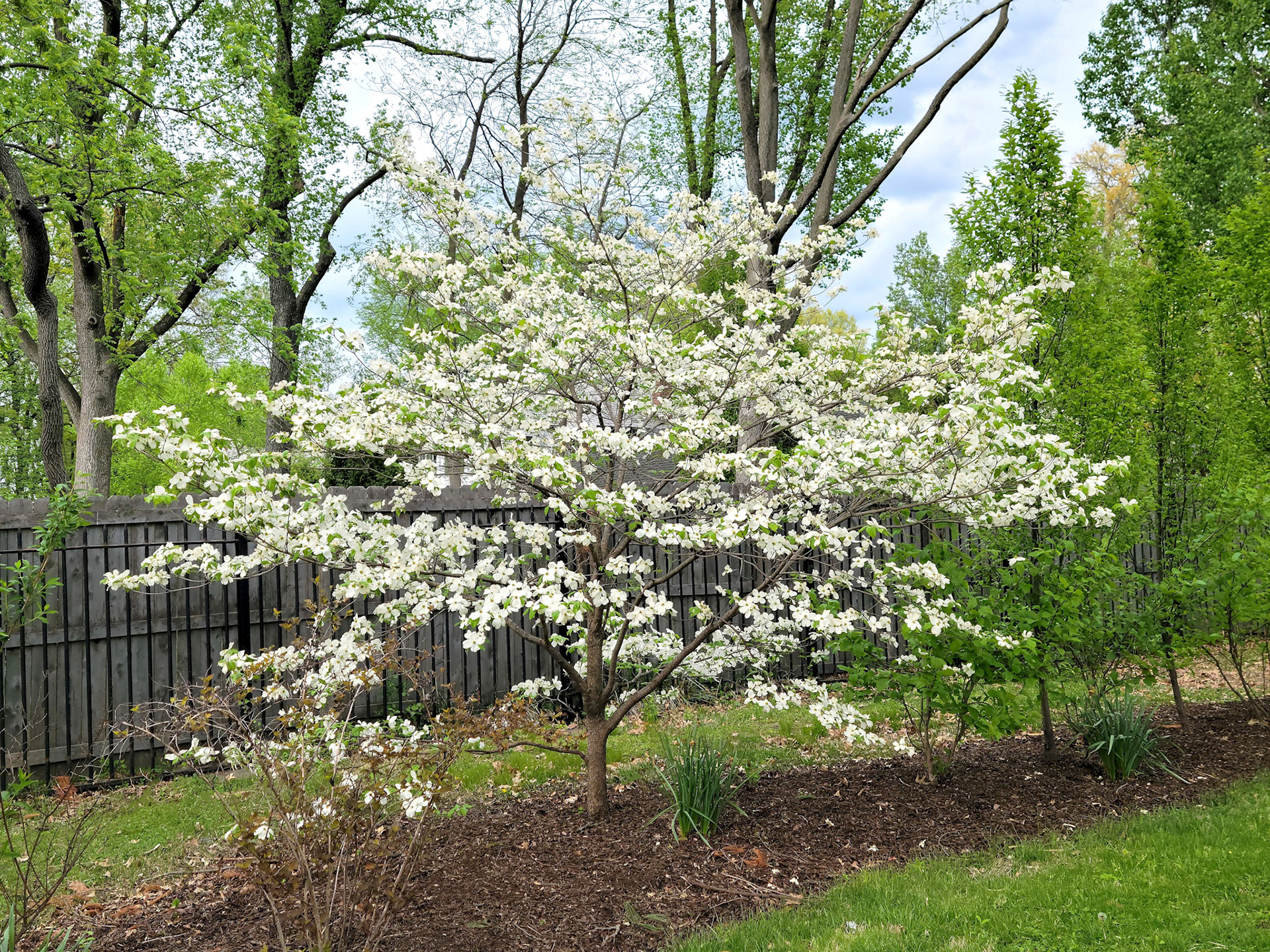 Oak Knoll Park (Clayton, MO)