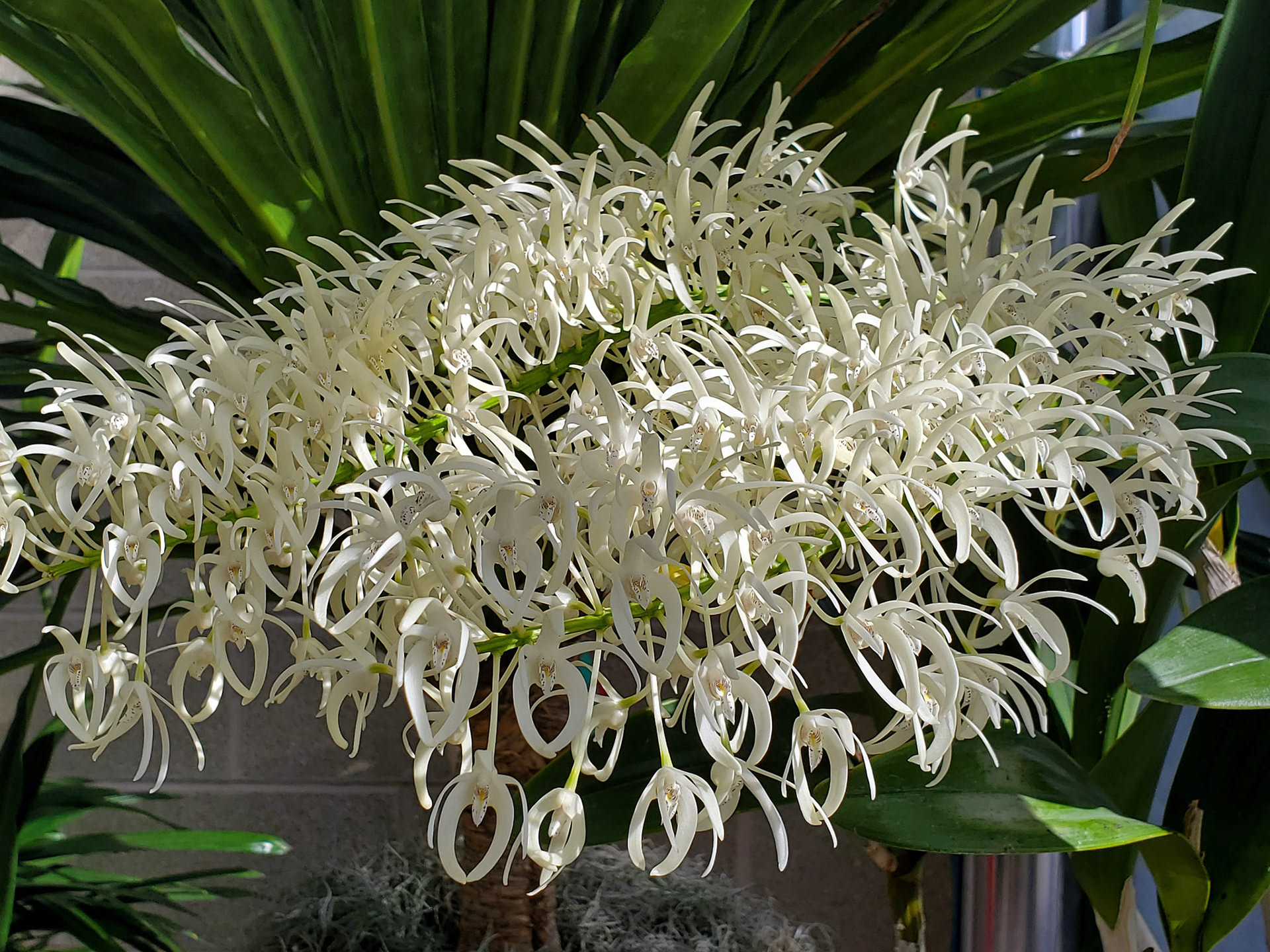 rock orchid
