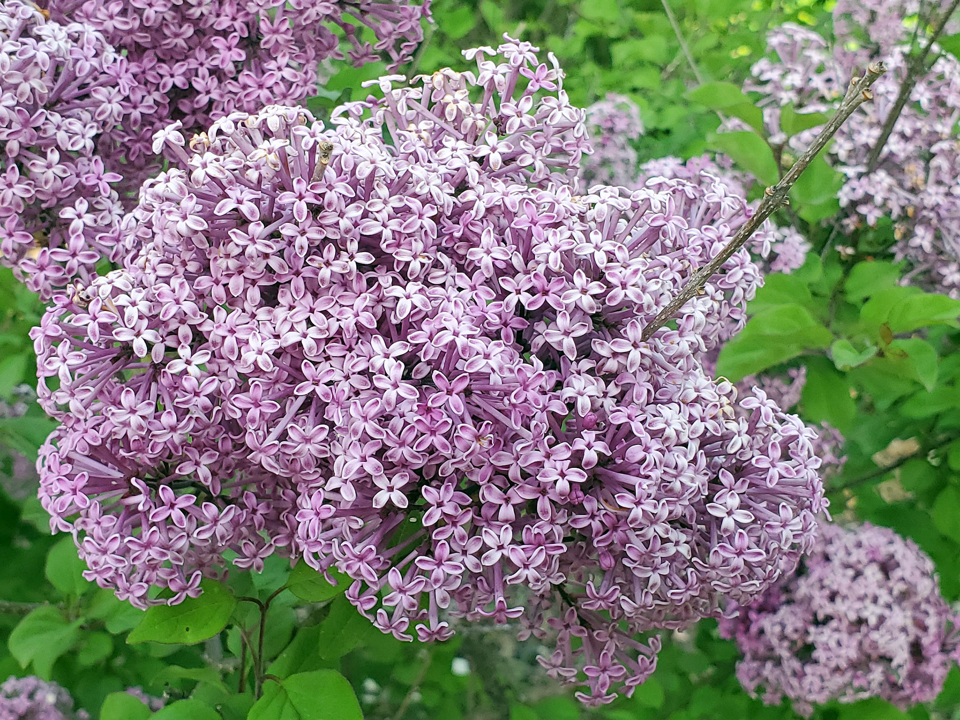 lilac
