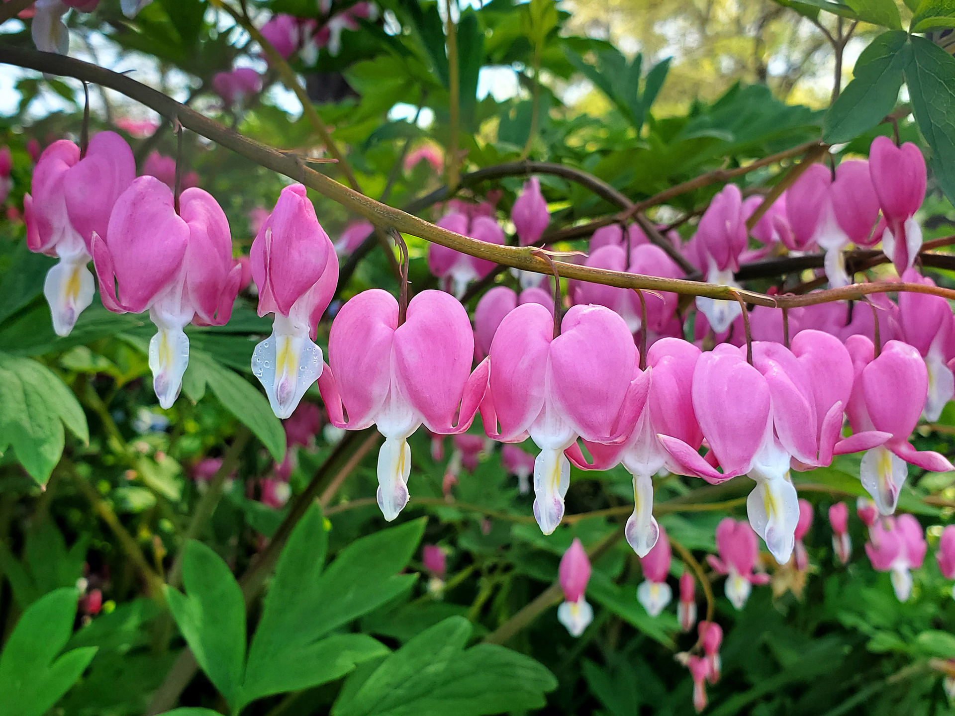 bleeding hearts