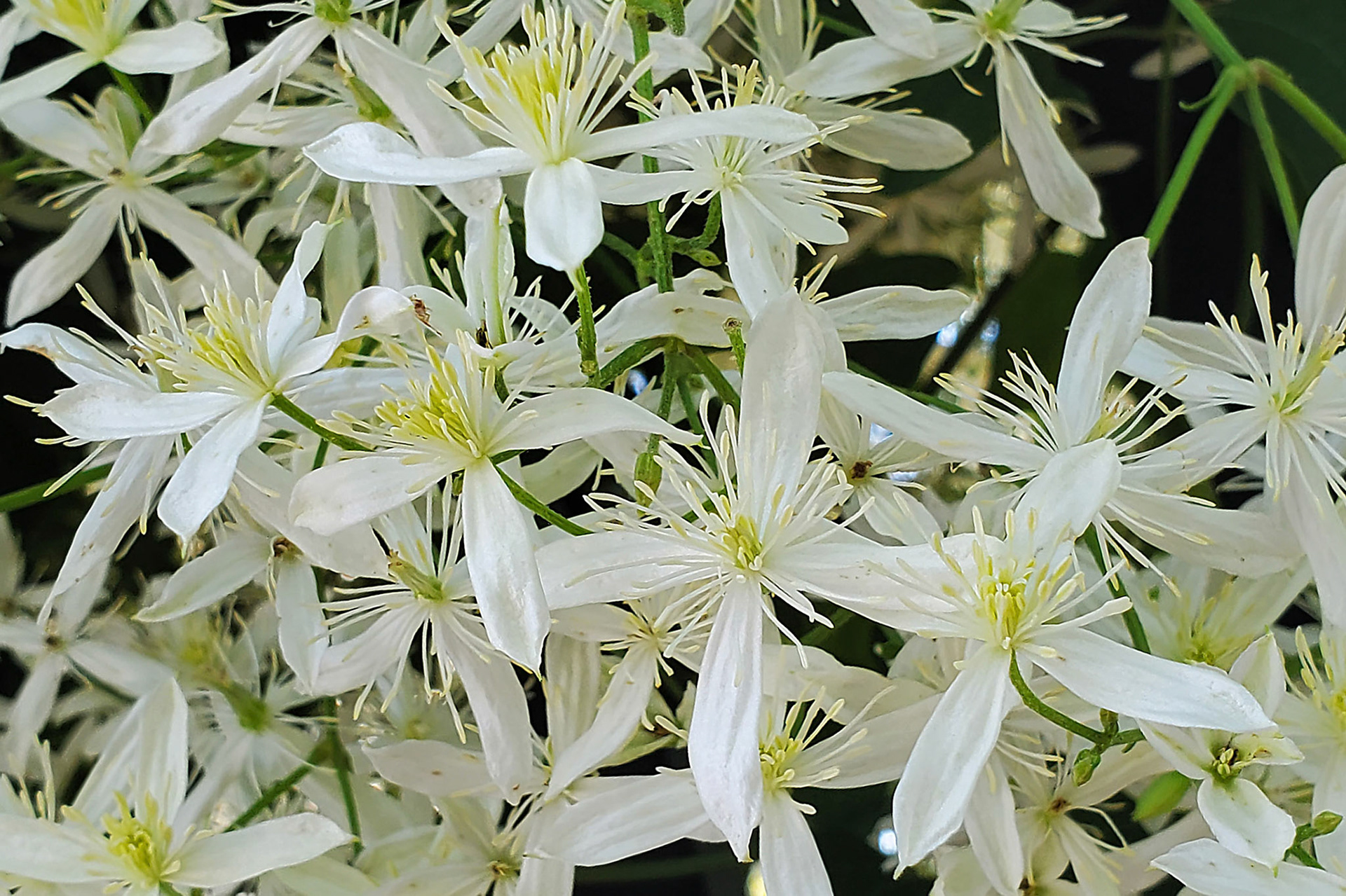 autumn clematis