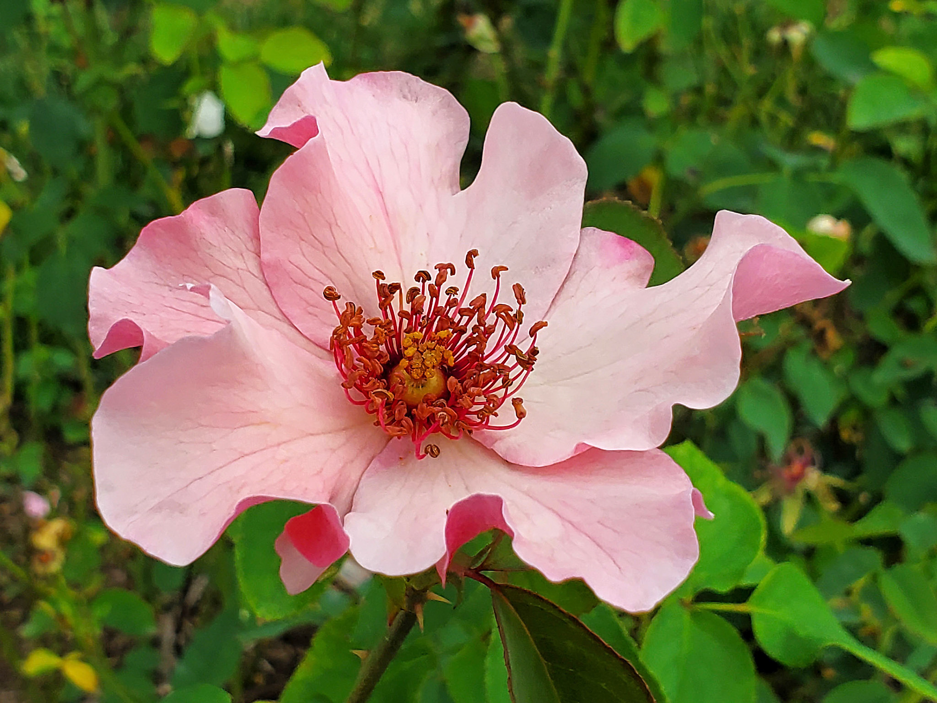 hybrid tea rose "Dainty Bess"