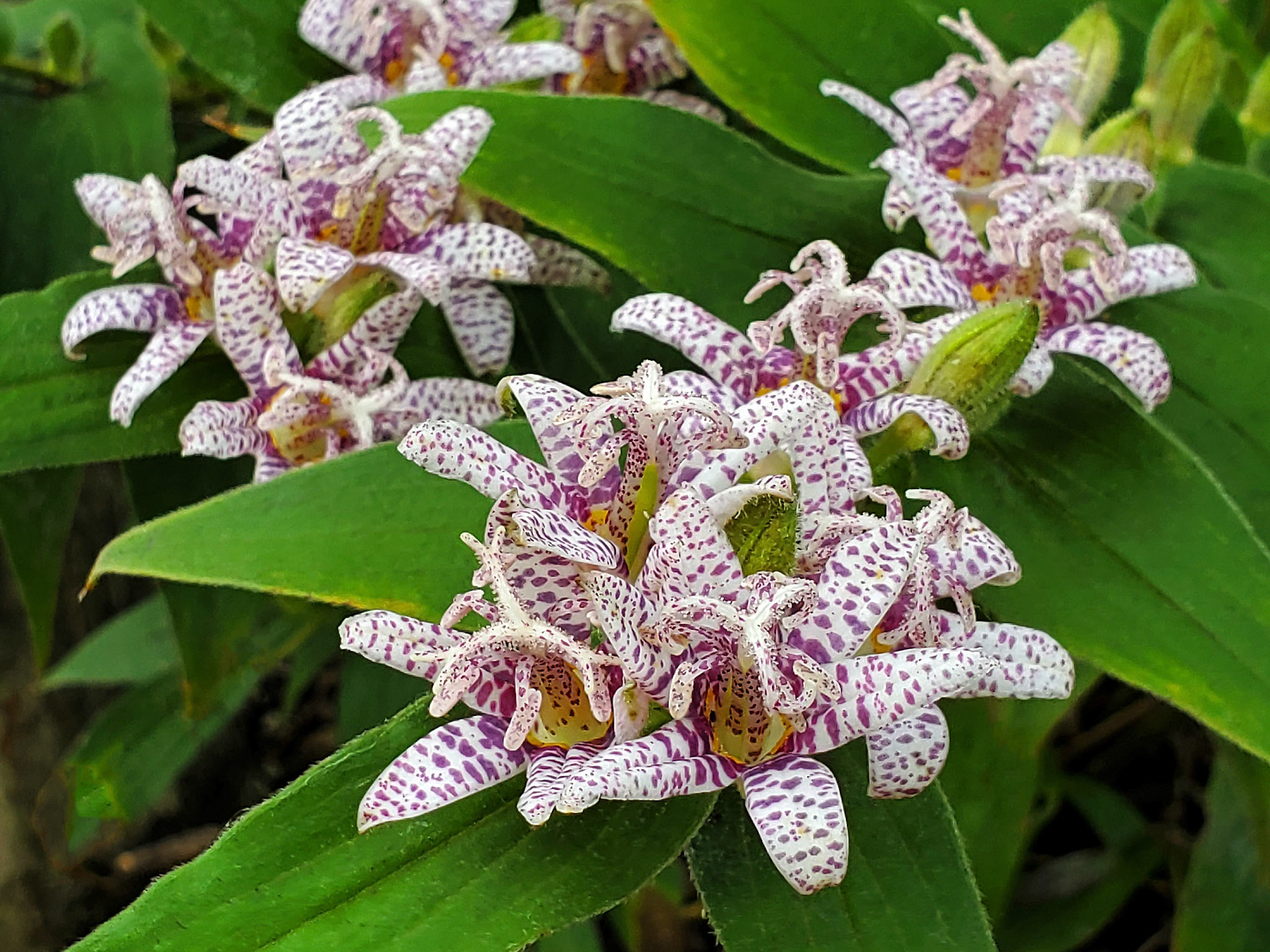 toadlilies