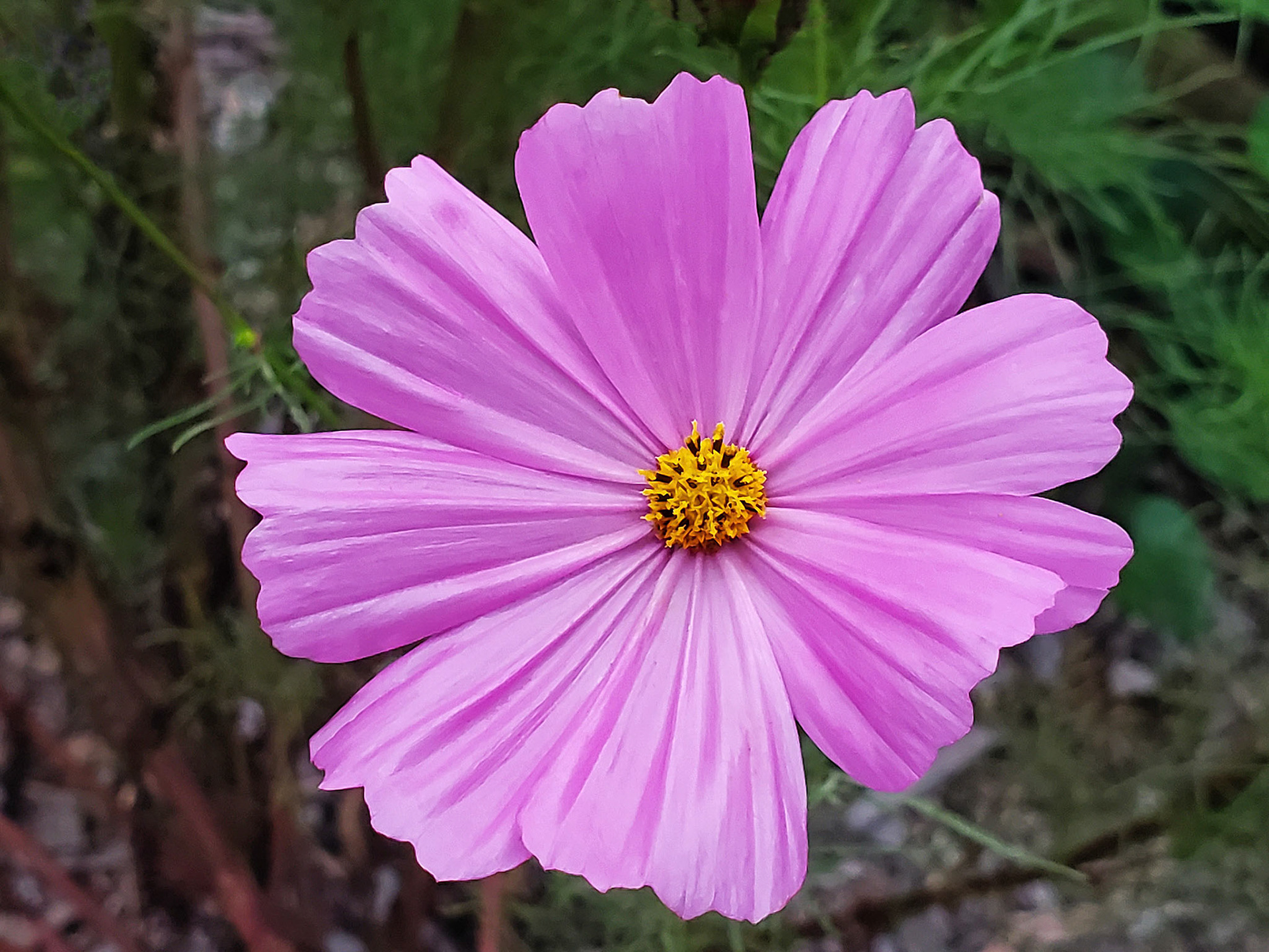 cosmos