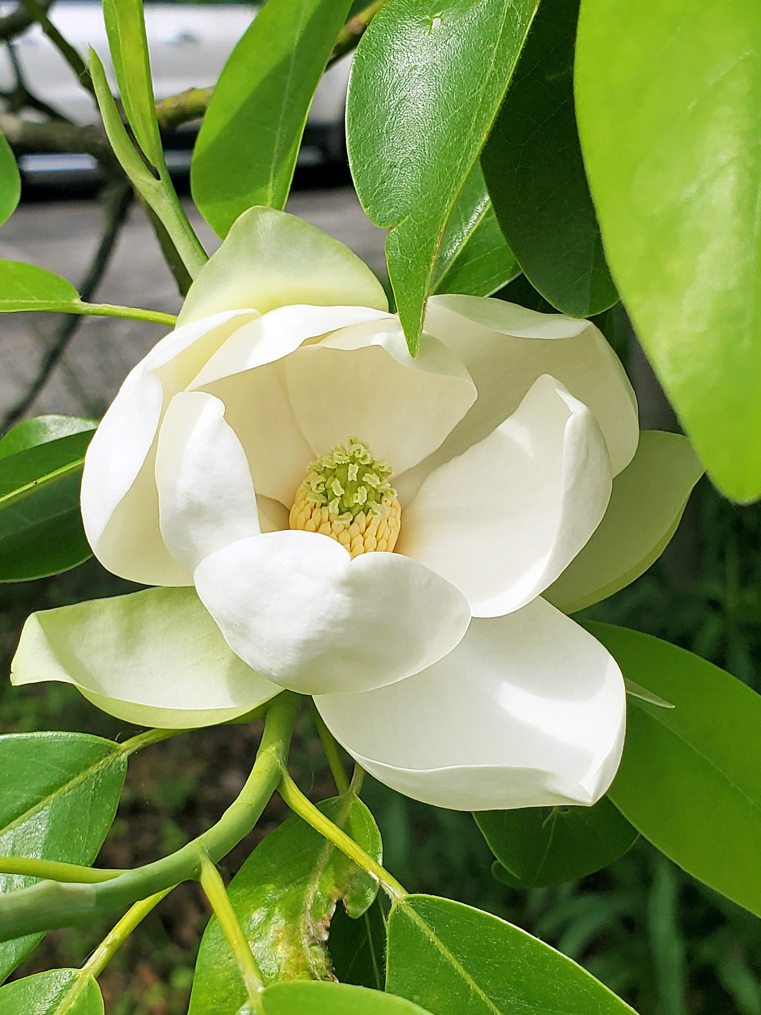 sweetbay magnolia