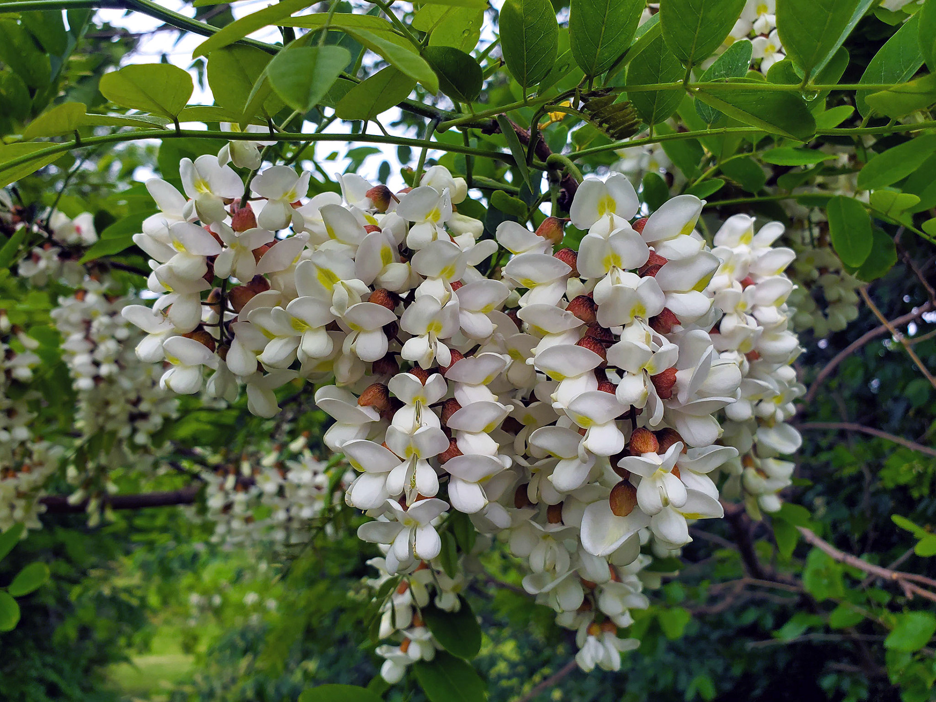 black locust
