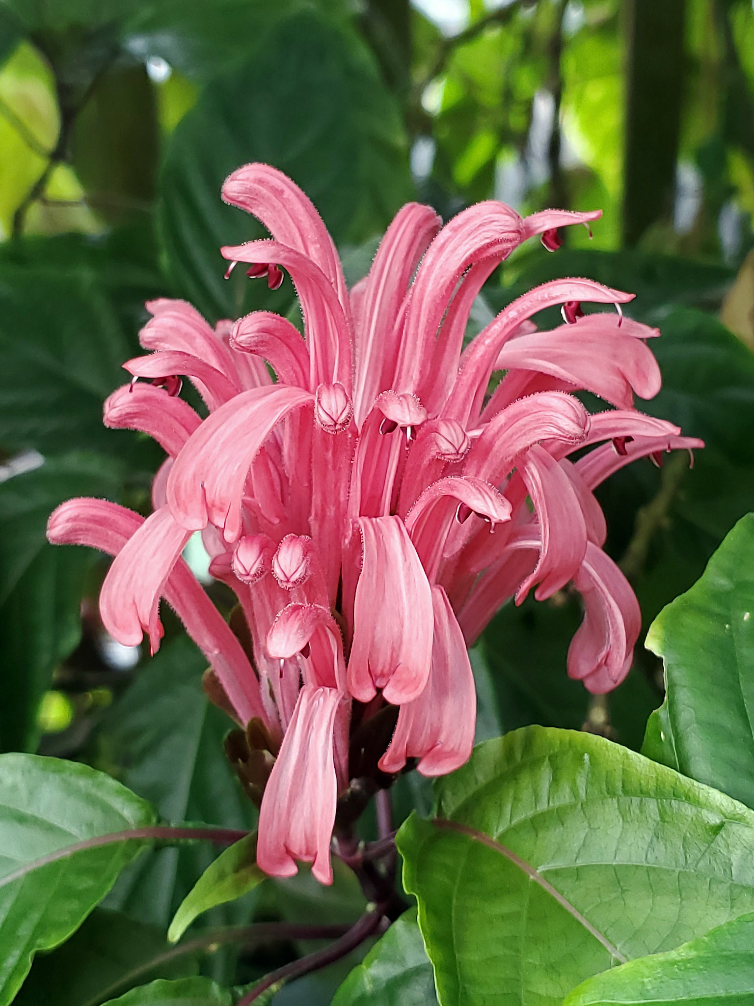 Brazilian plume