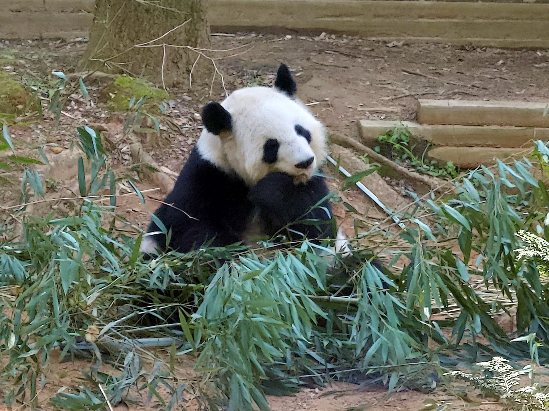 panda