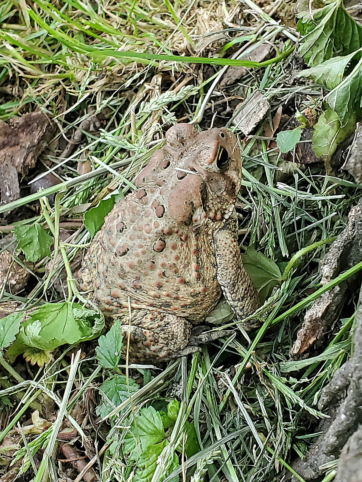 toad