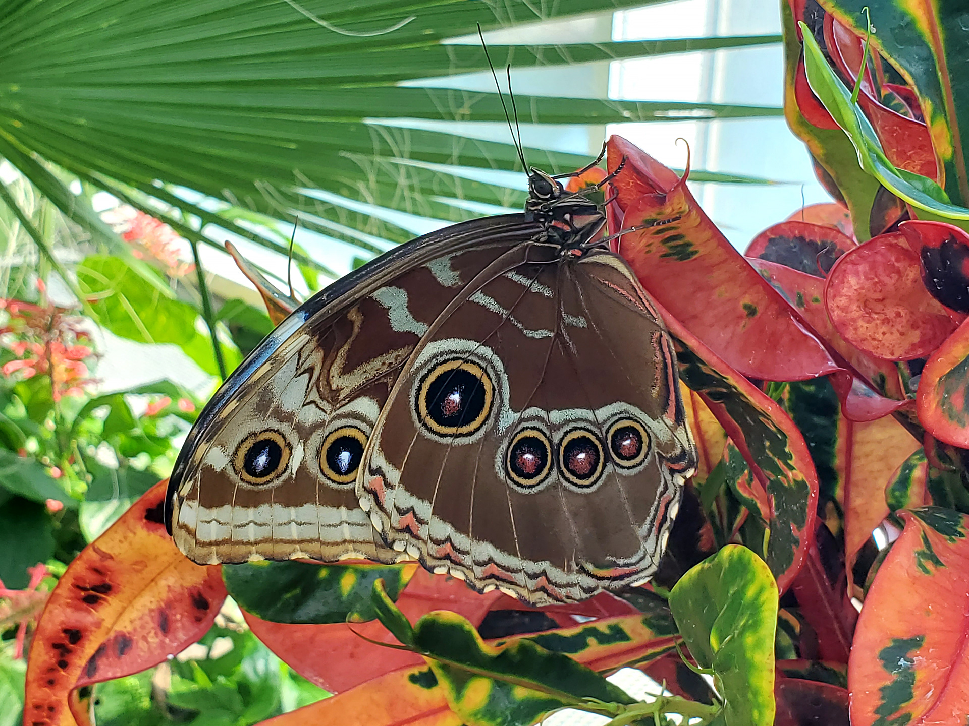 blue morpho