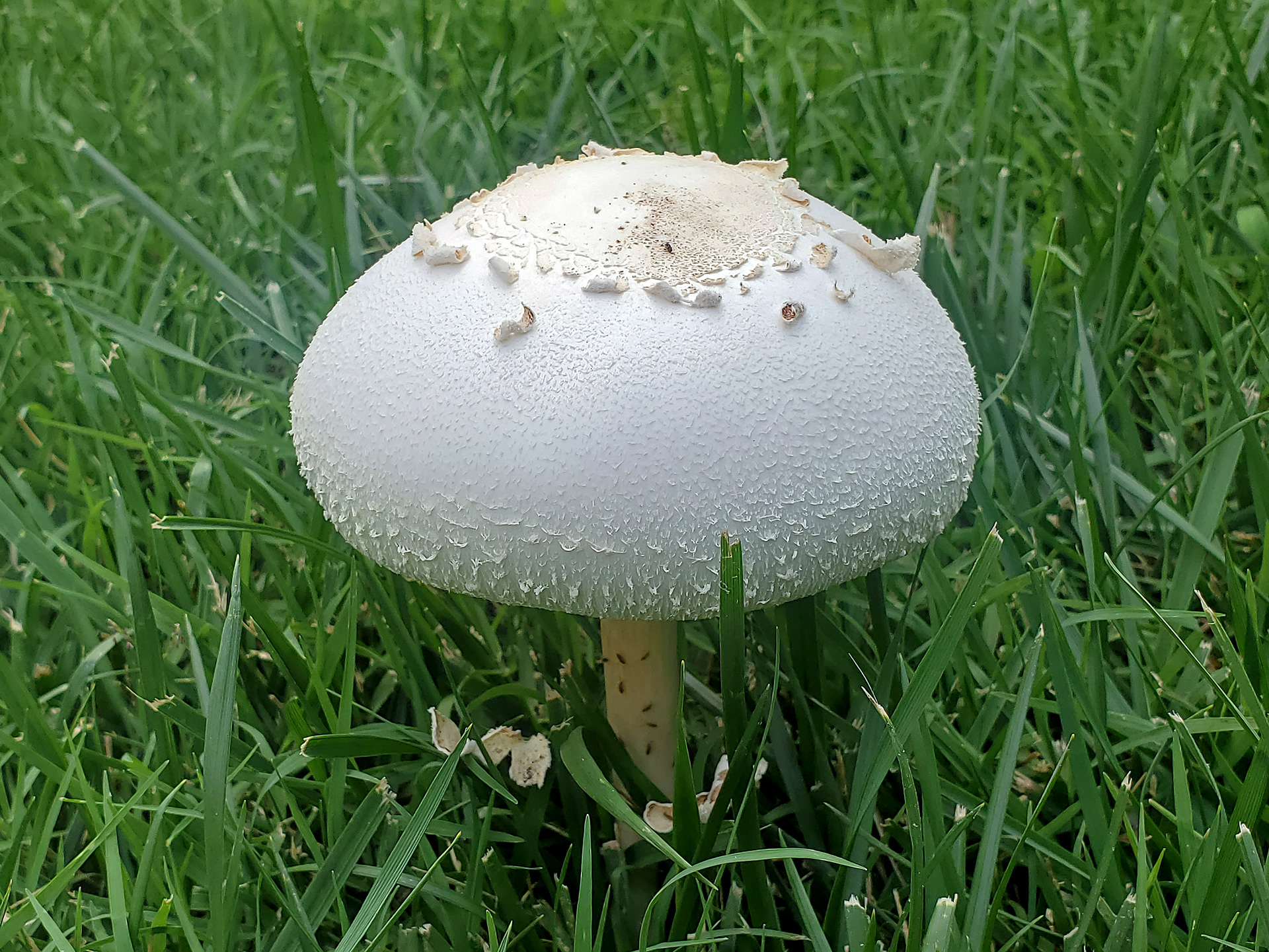 false parasol