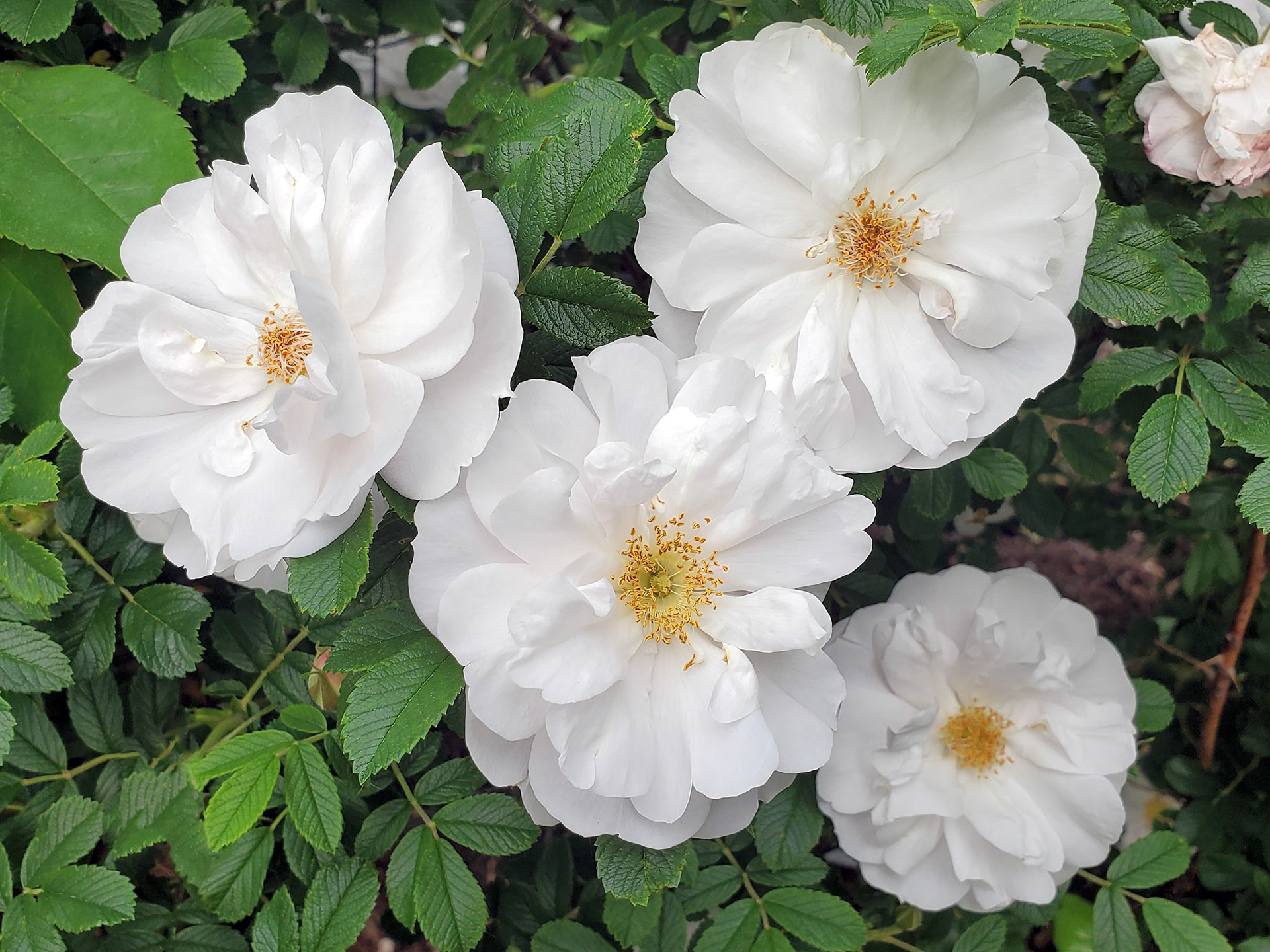 rugosa roses