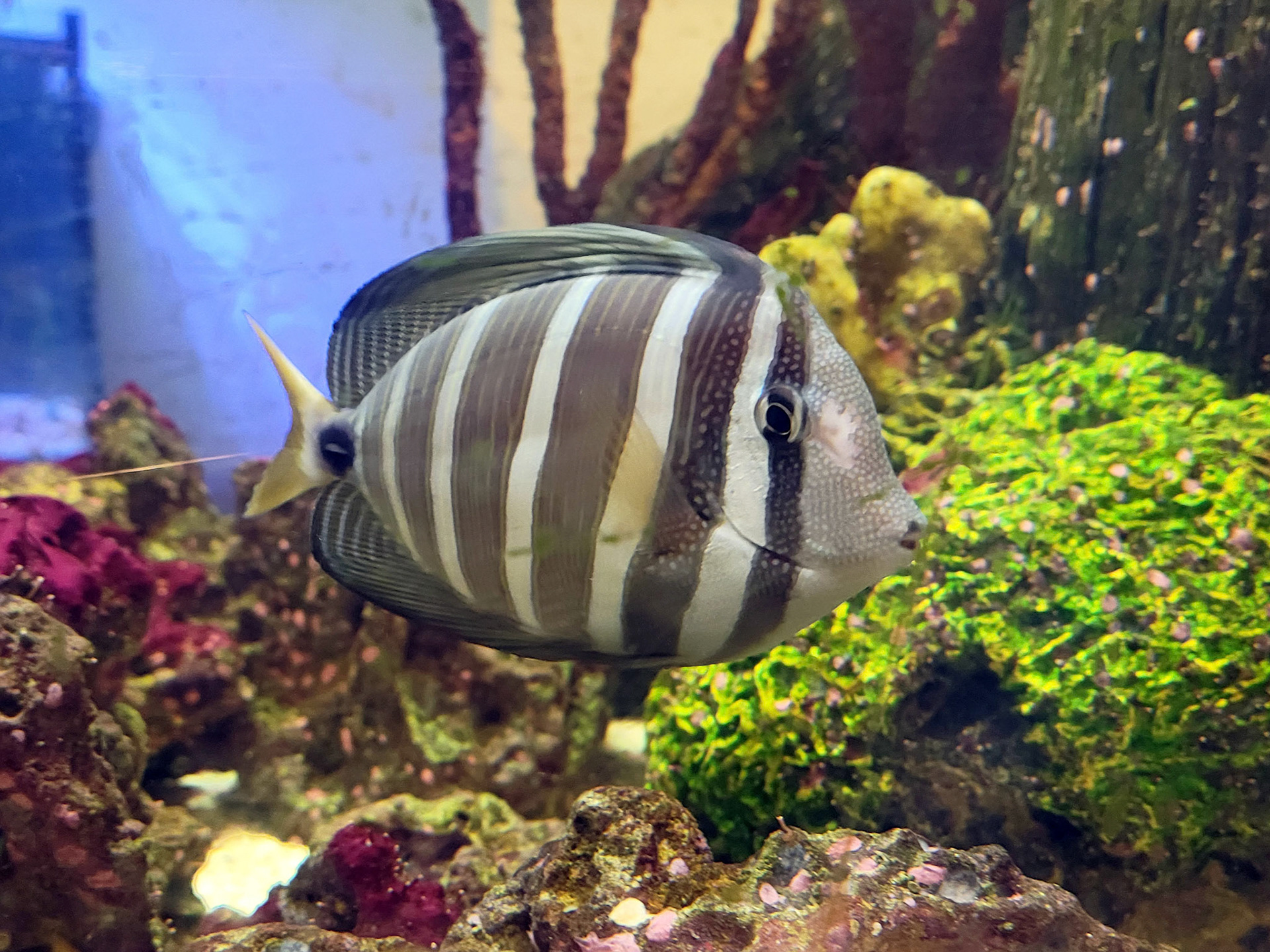 sailfin tang