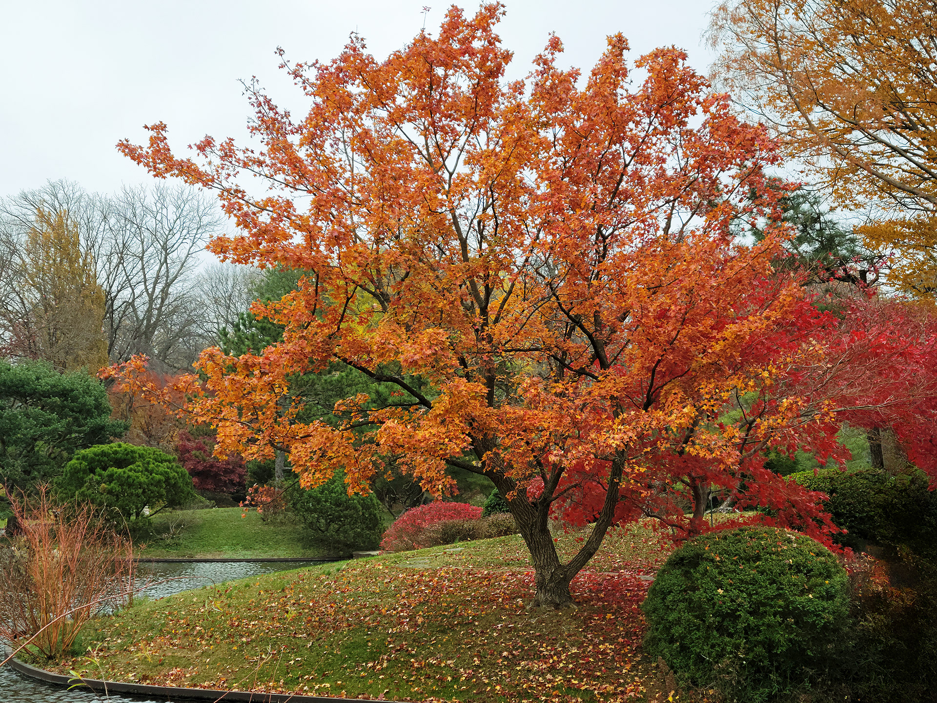 Missouri Botanical Garden (St. Louis, MO)