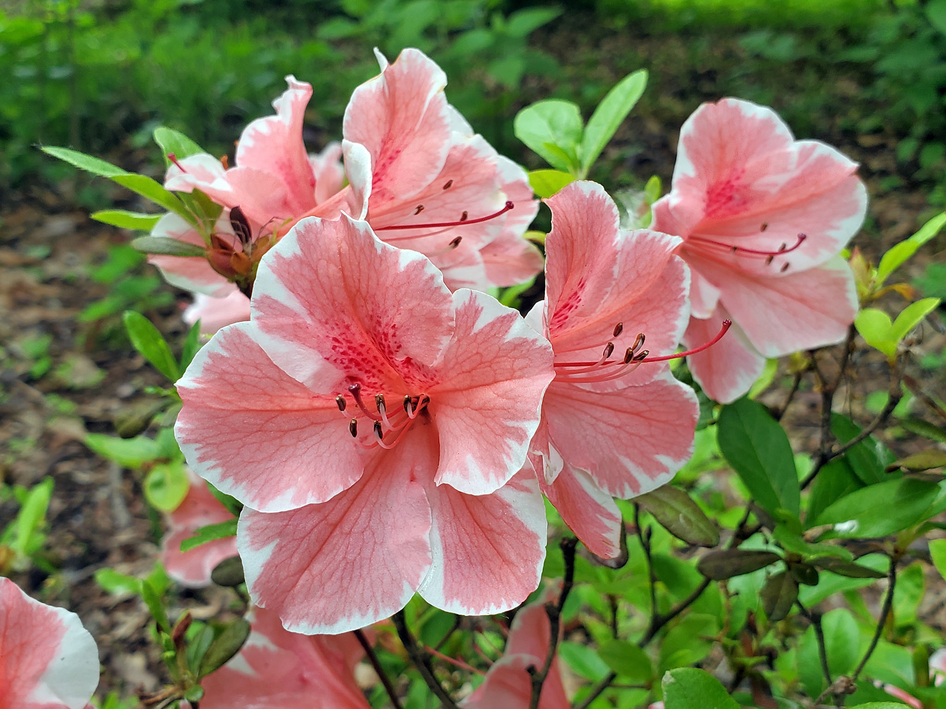 azaleas