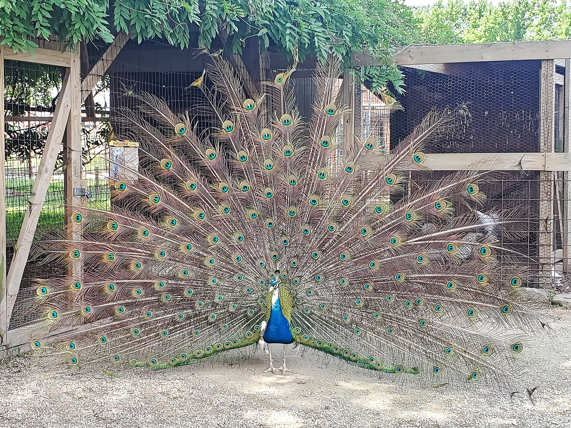 peacock