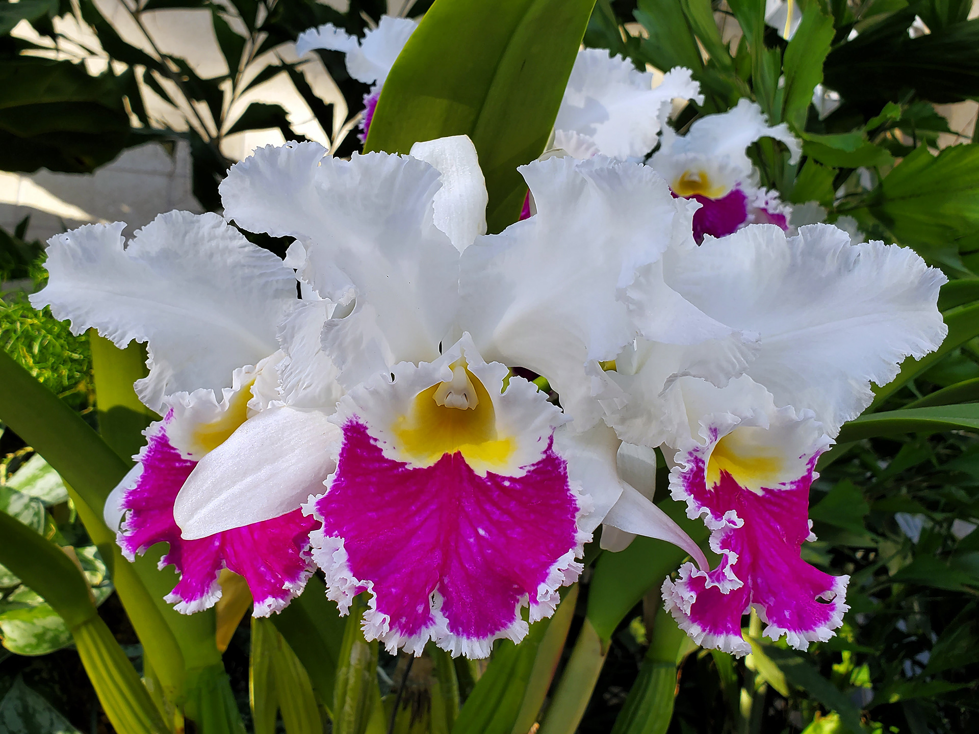 crimson cattleya