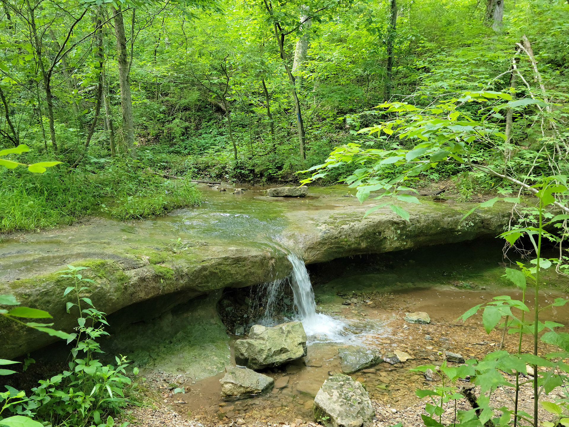 Glassberg Conservation Area (Eureka, MO)