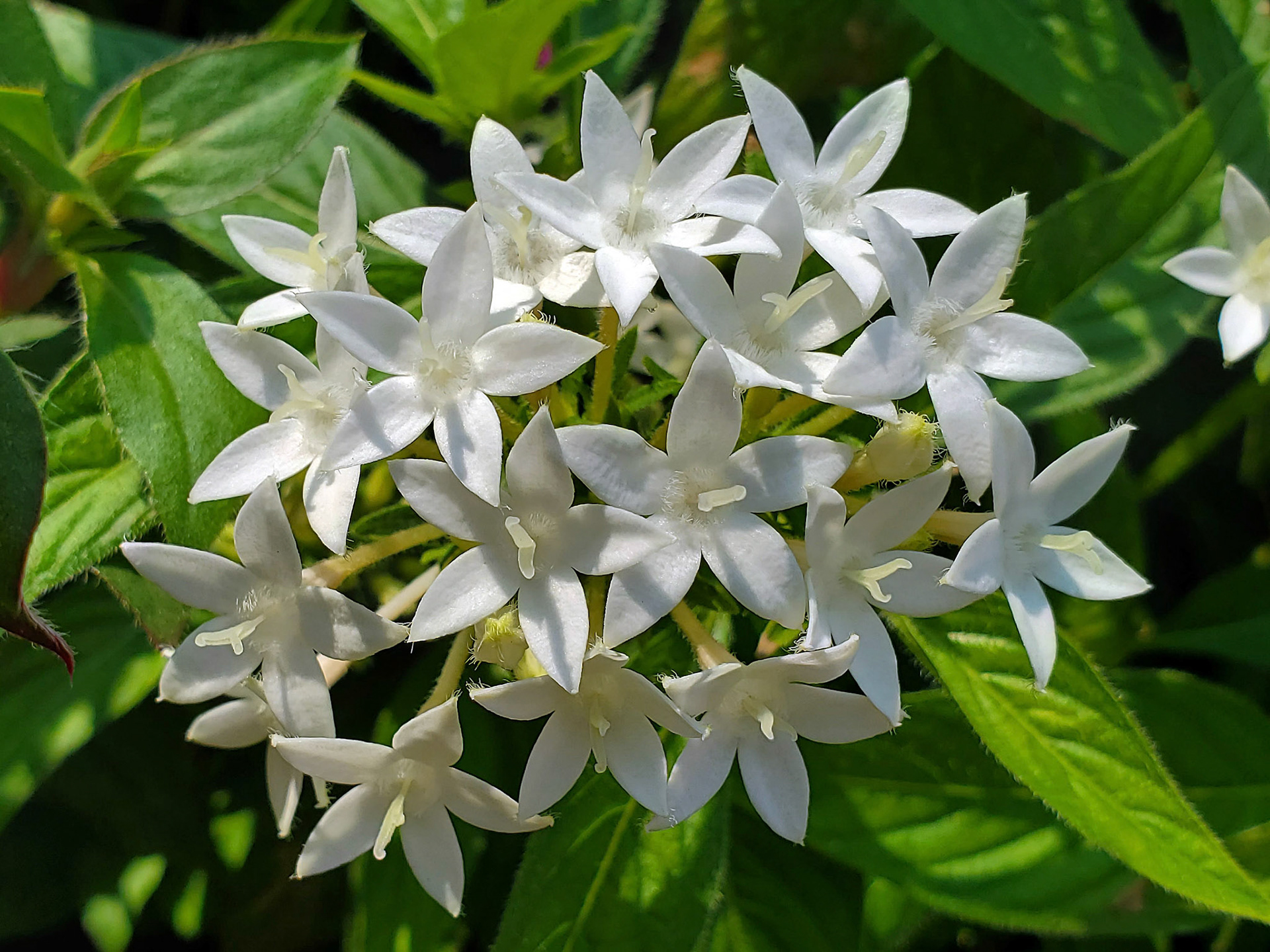 Egyptian starcluster (pentas)