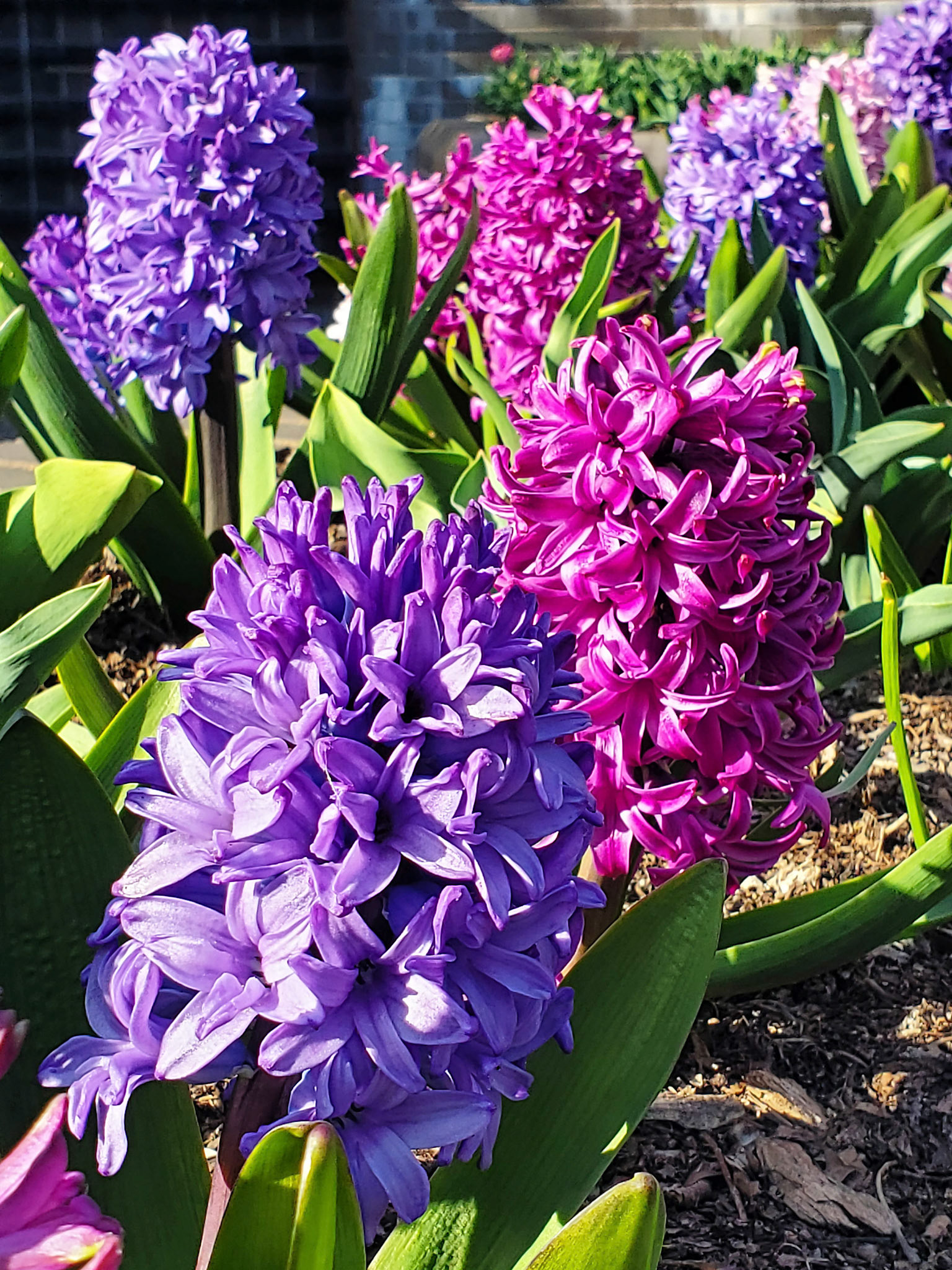 hyacinth