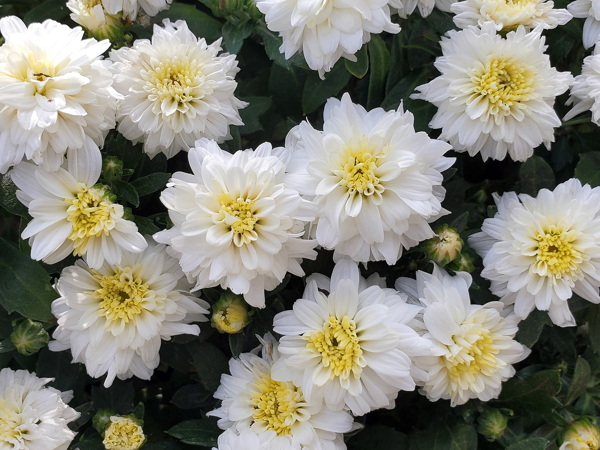 chrysanthemums