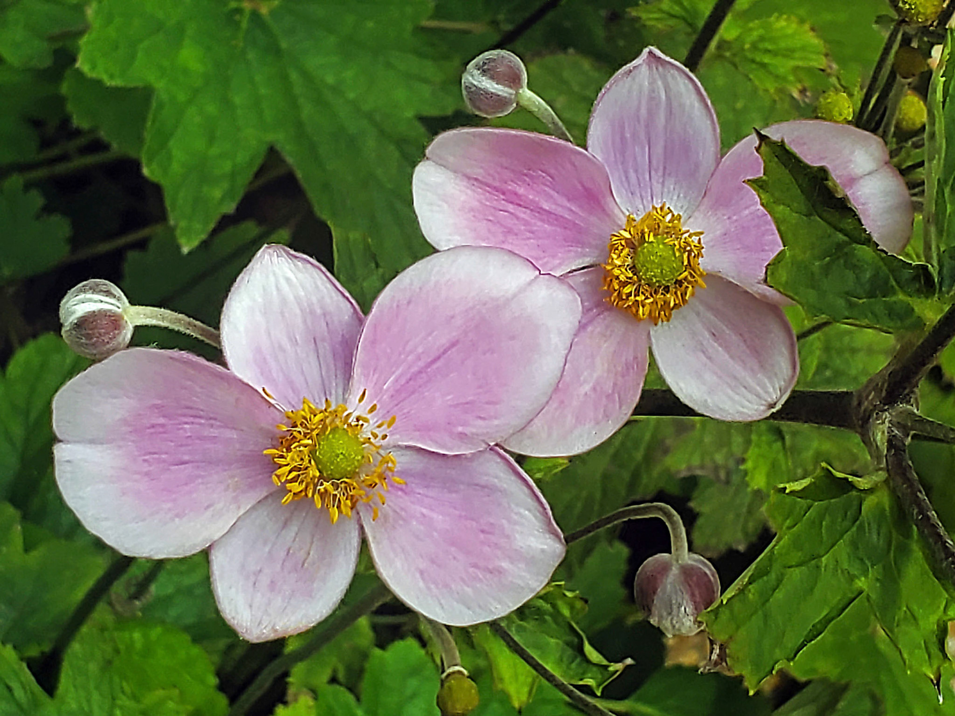 Japanese anemone